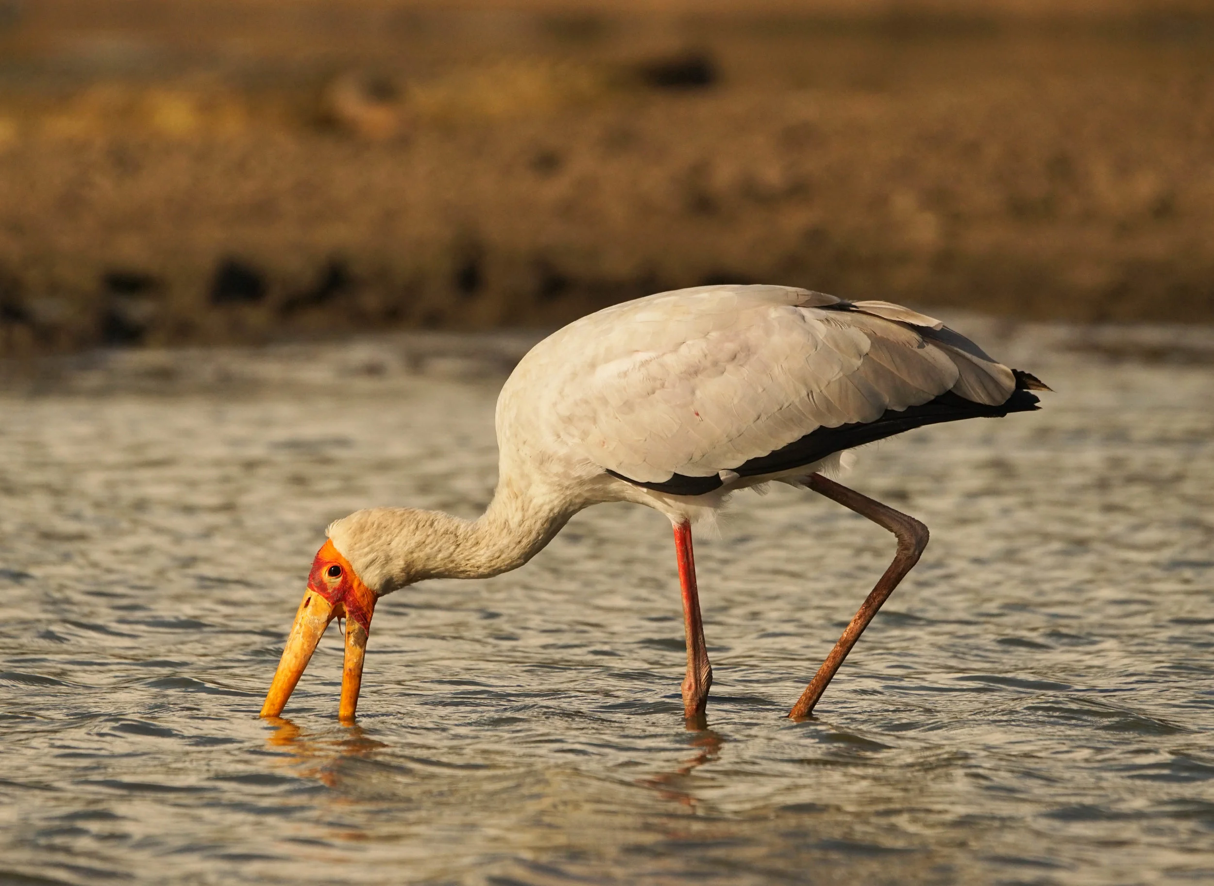 Yellow-billed Stork