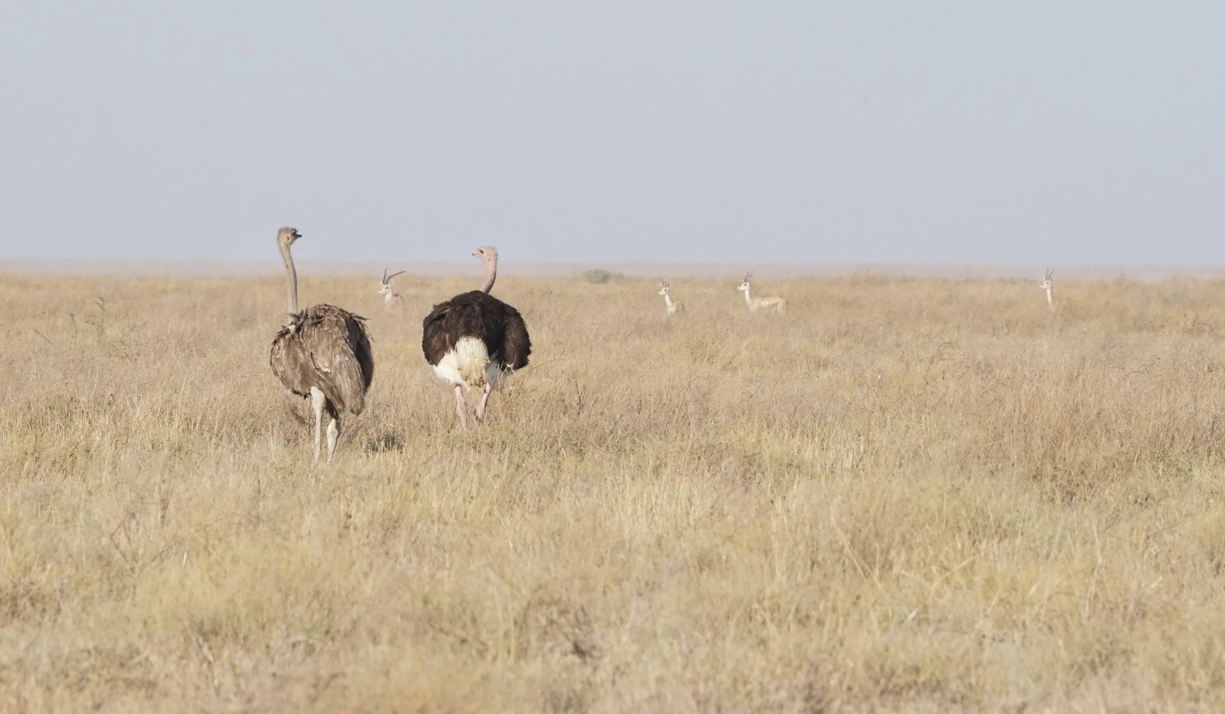 Tanzania18MG-2728-Edit.jpg