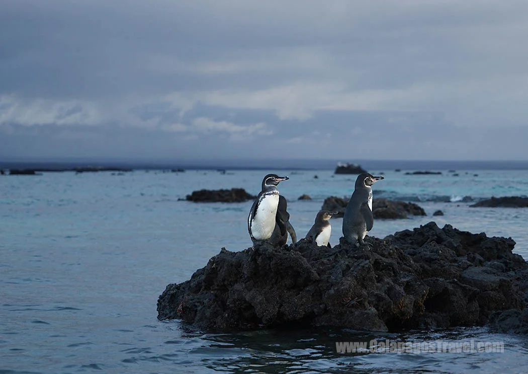 Galapagos Penguins (endemic)