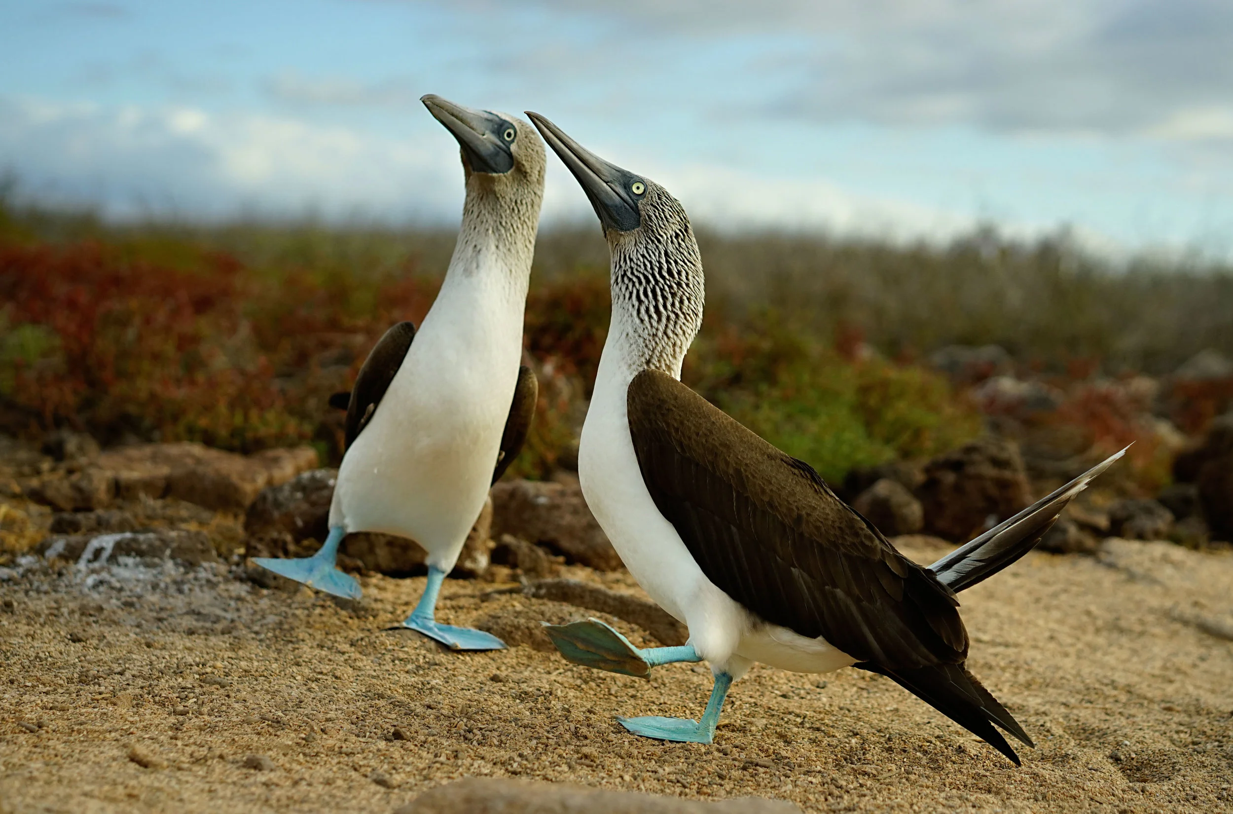 Blue-footed booby dance (native)