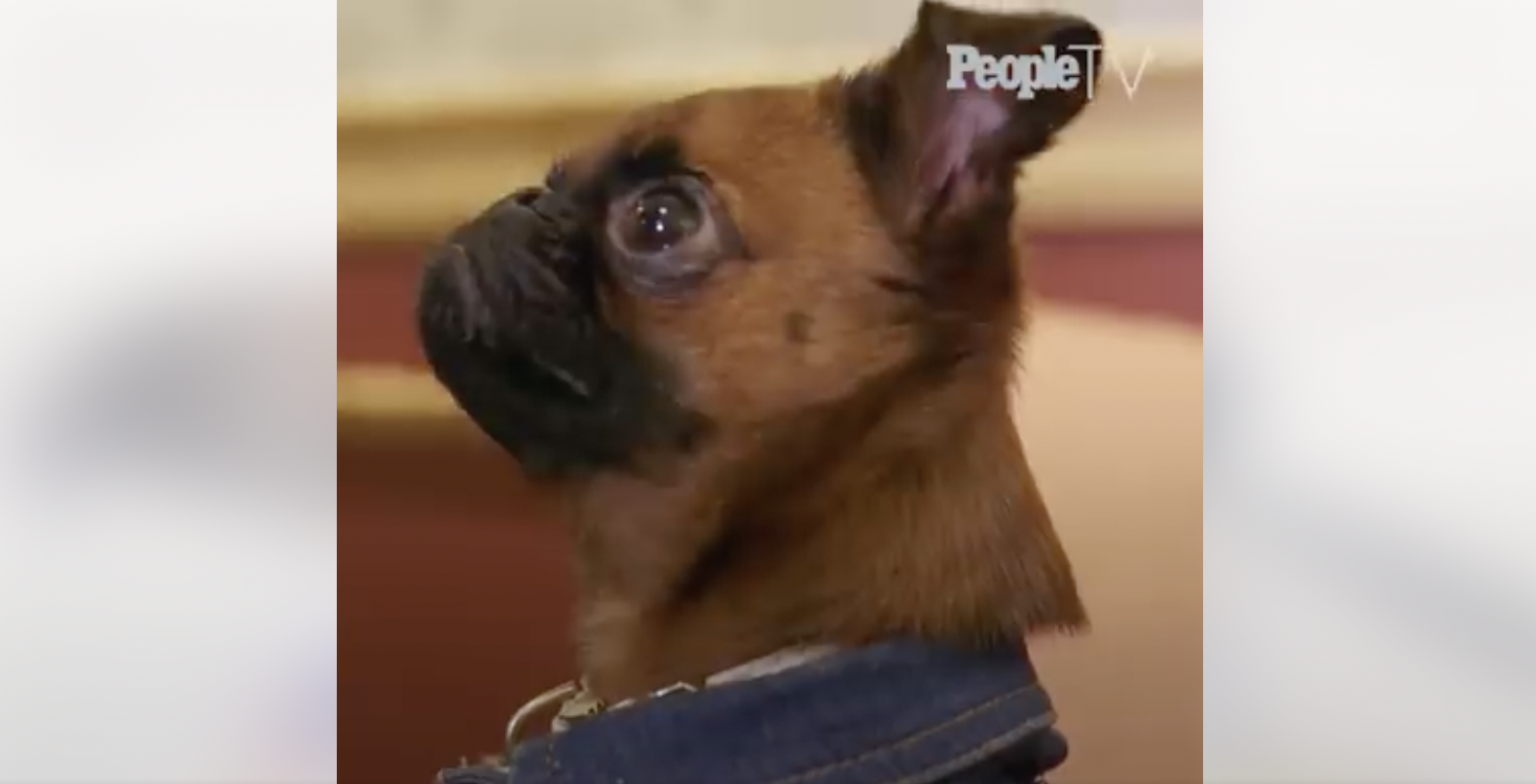 PeopleTV | Meet the Pouty Pup with Over 89,000 Followers