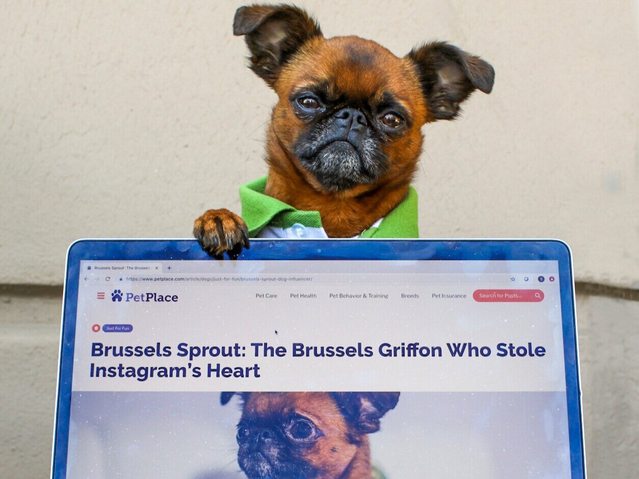 Pet Place | Brussels Sprout: The Brussels Griffon Who Stole Instagram’s Heart