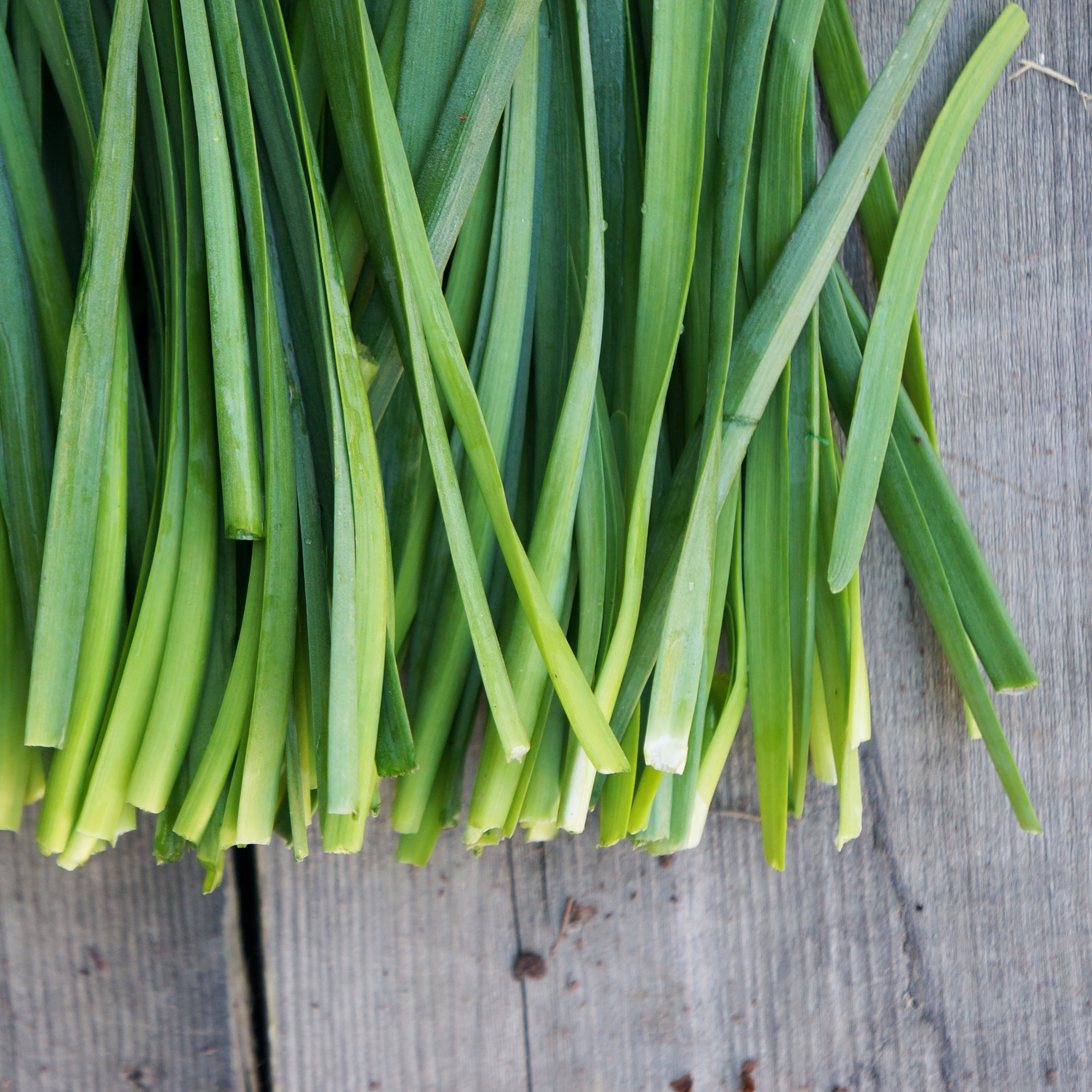 chives2.jpg