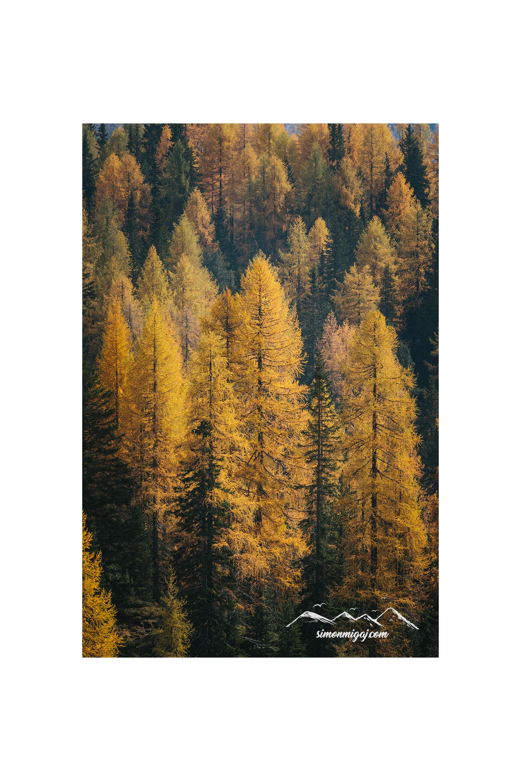 Photography poster of beautiful Autumn trees