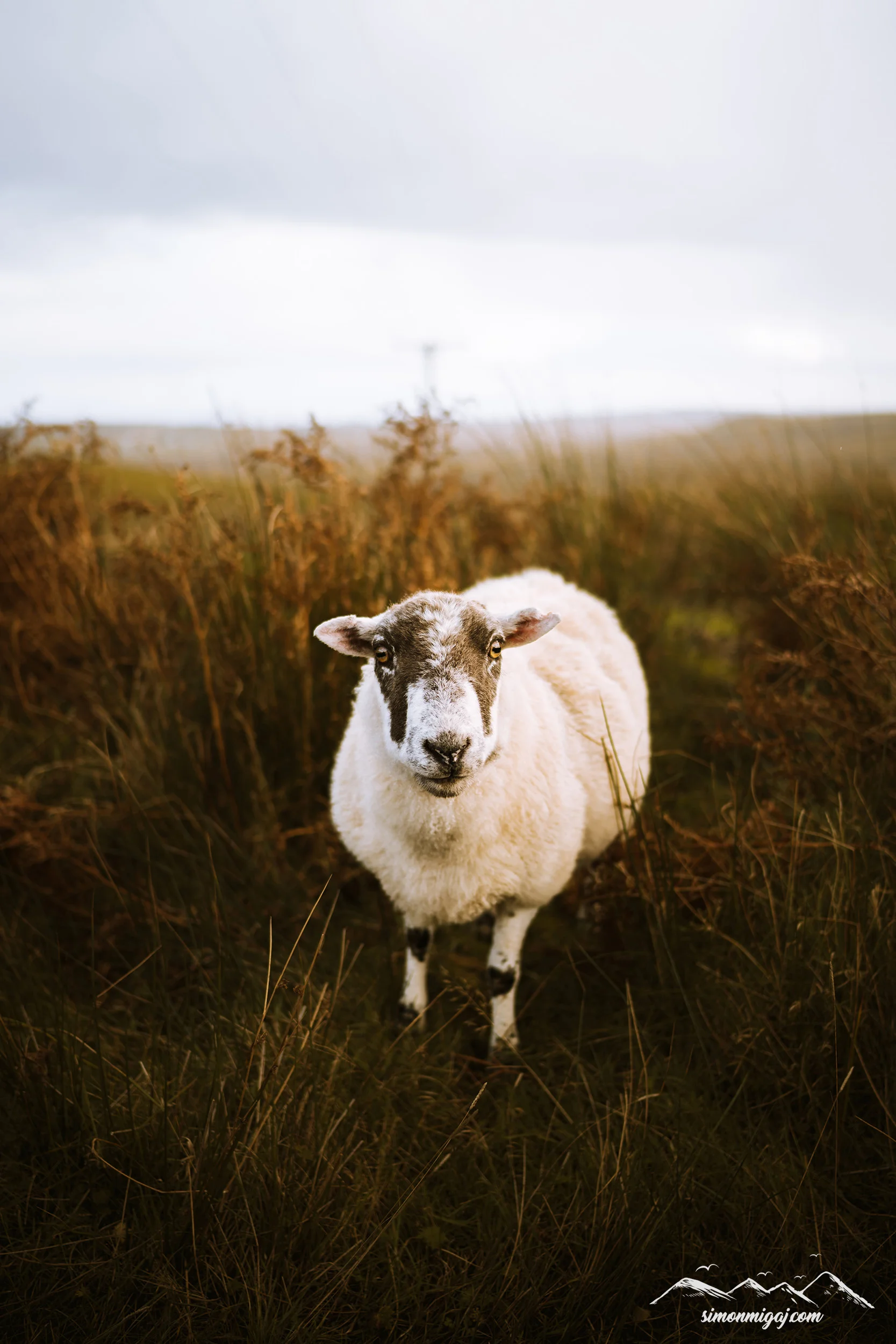 Fine art print of a sheep