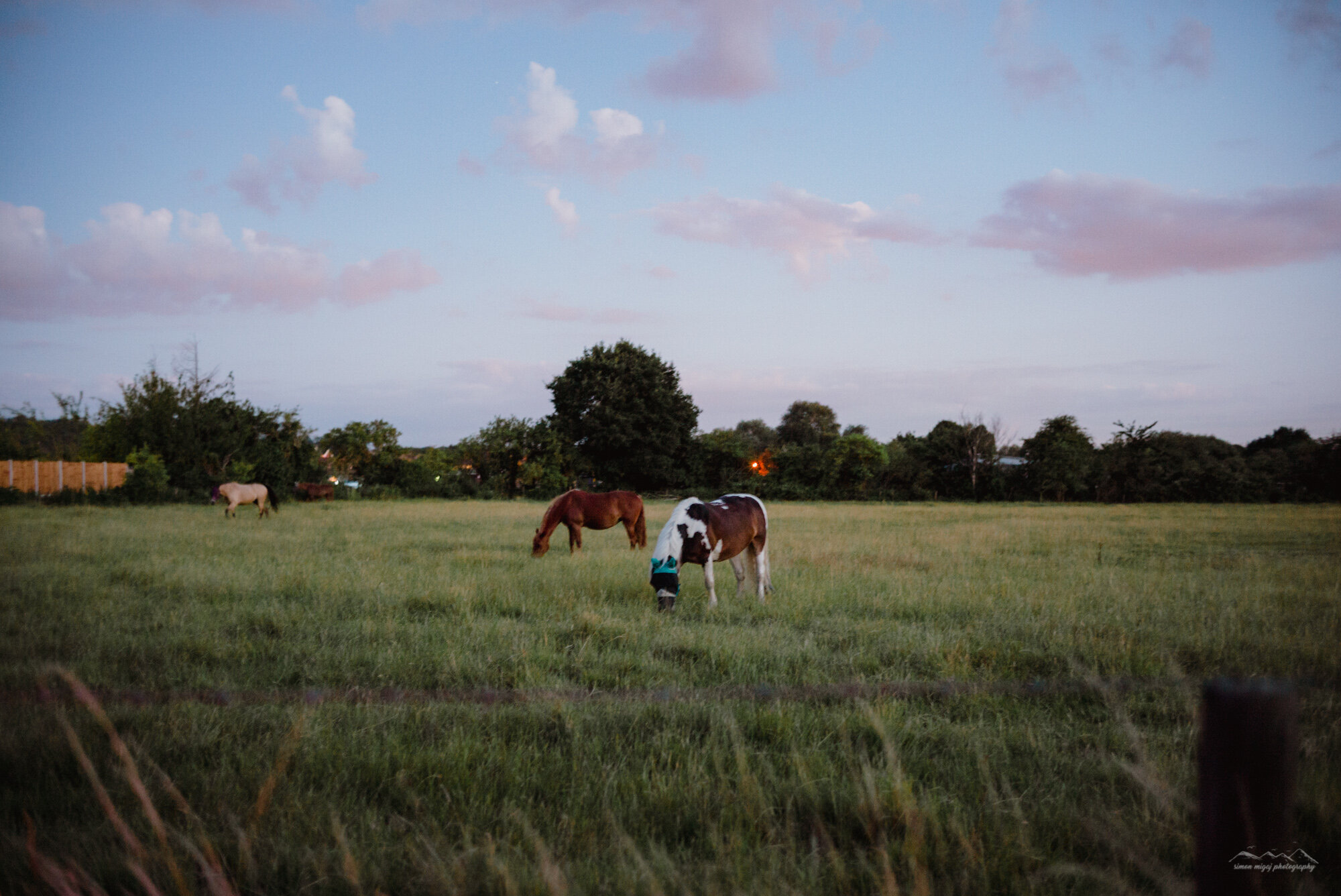 A pasture with several horses grazing on the grass under a partly cloudy sky during sunset.