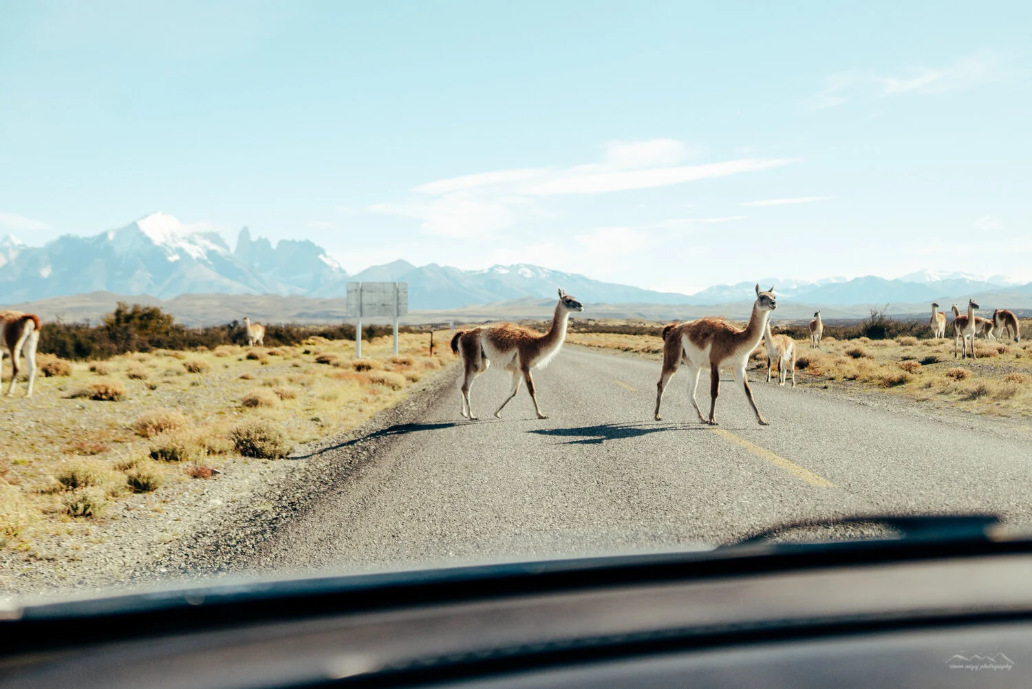 Llamas crossing a rural road in a desert landscape with mountains in the background.