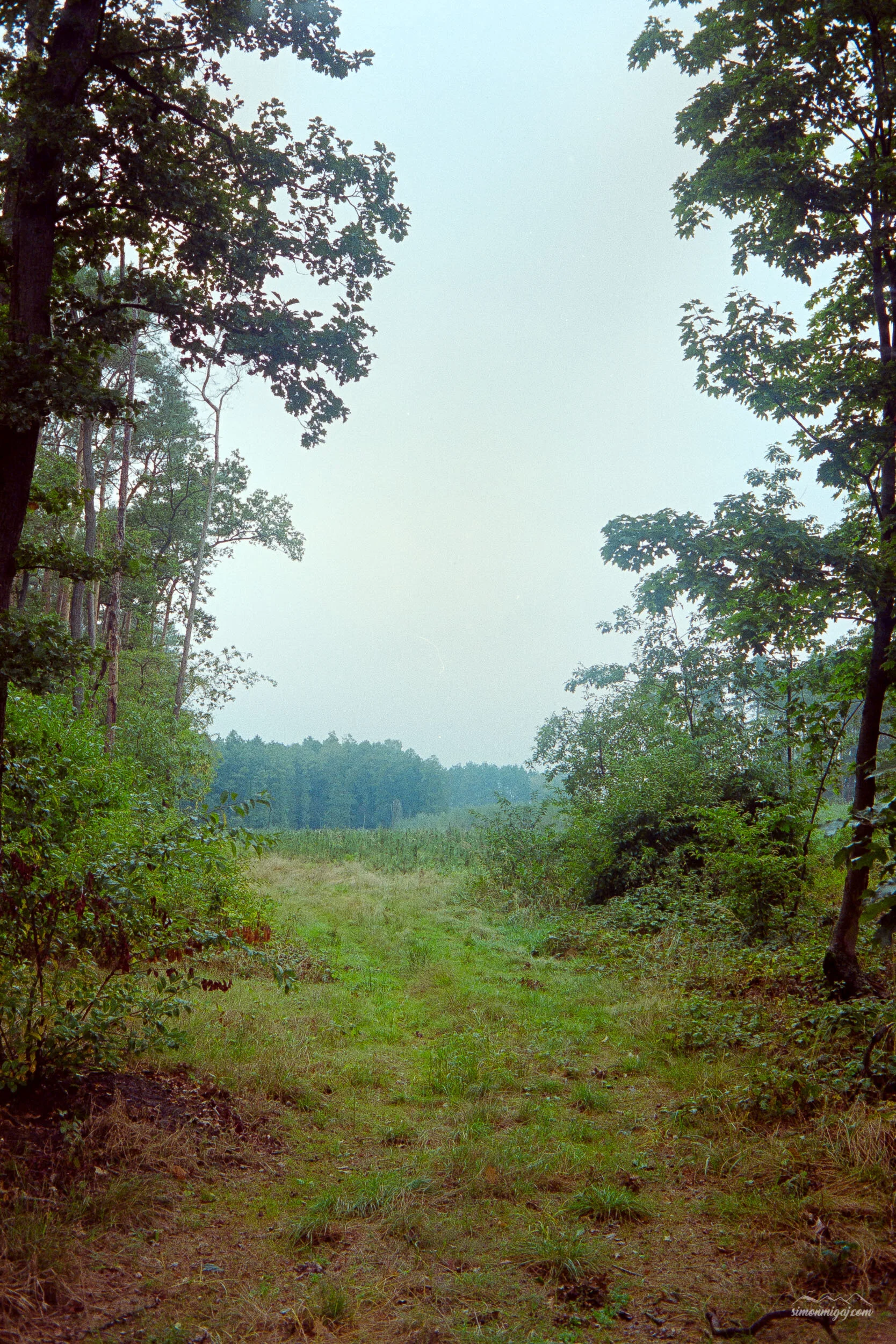 A forest scene with green grass, trees on both sides, and a cloudy sky above.