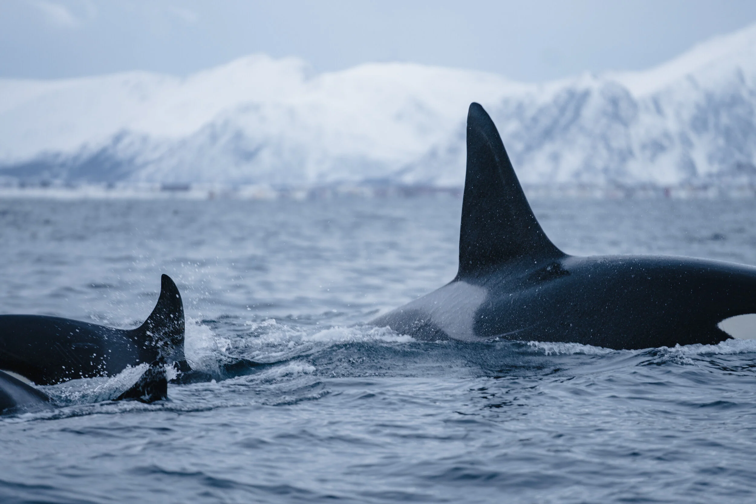 A close-up of orcas swimming in icy Arctic waters, with snow-covered mountains and cloudy sky in the background.
