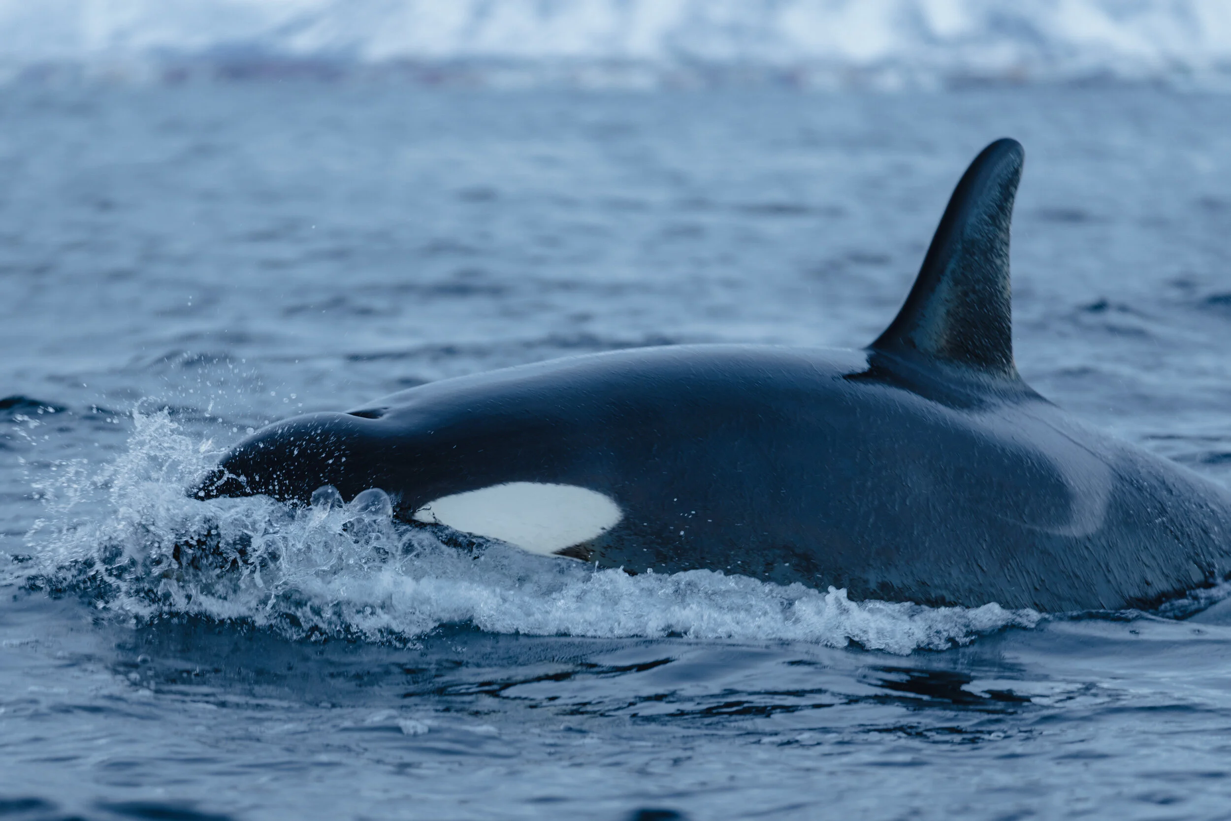 A whale's tail emerging from the ocean water.