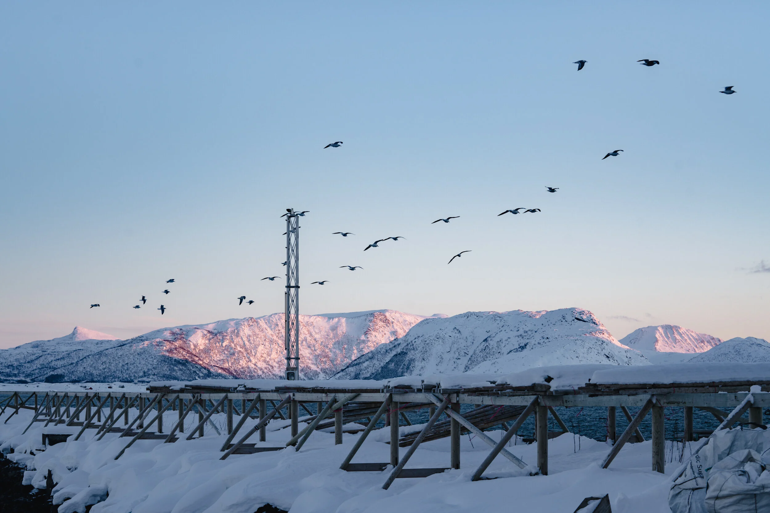A flock of birds flying over a snowy landscape with mountains in the background and a construction site in the foreground.