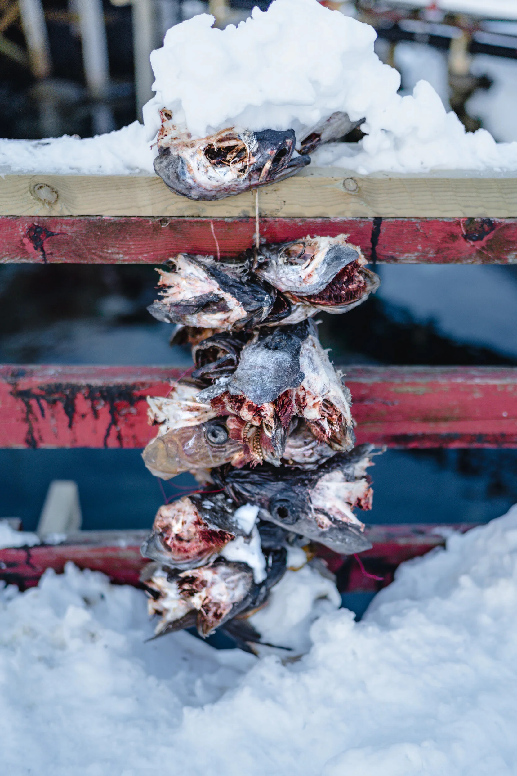 A vertical stack of fish heads and bodies dried and tied together, hanging outdoors with snow on the ground and wooden beams.