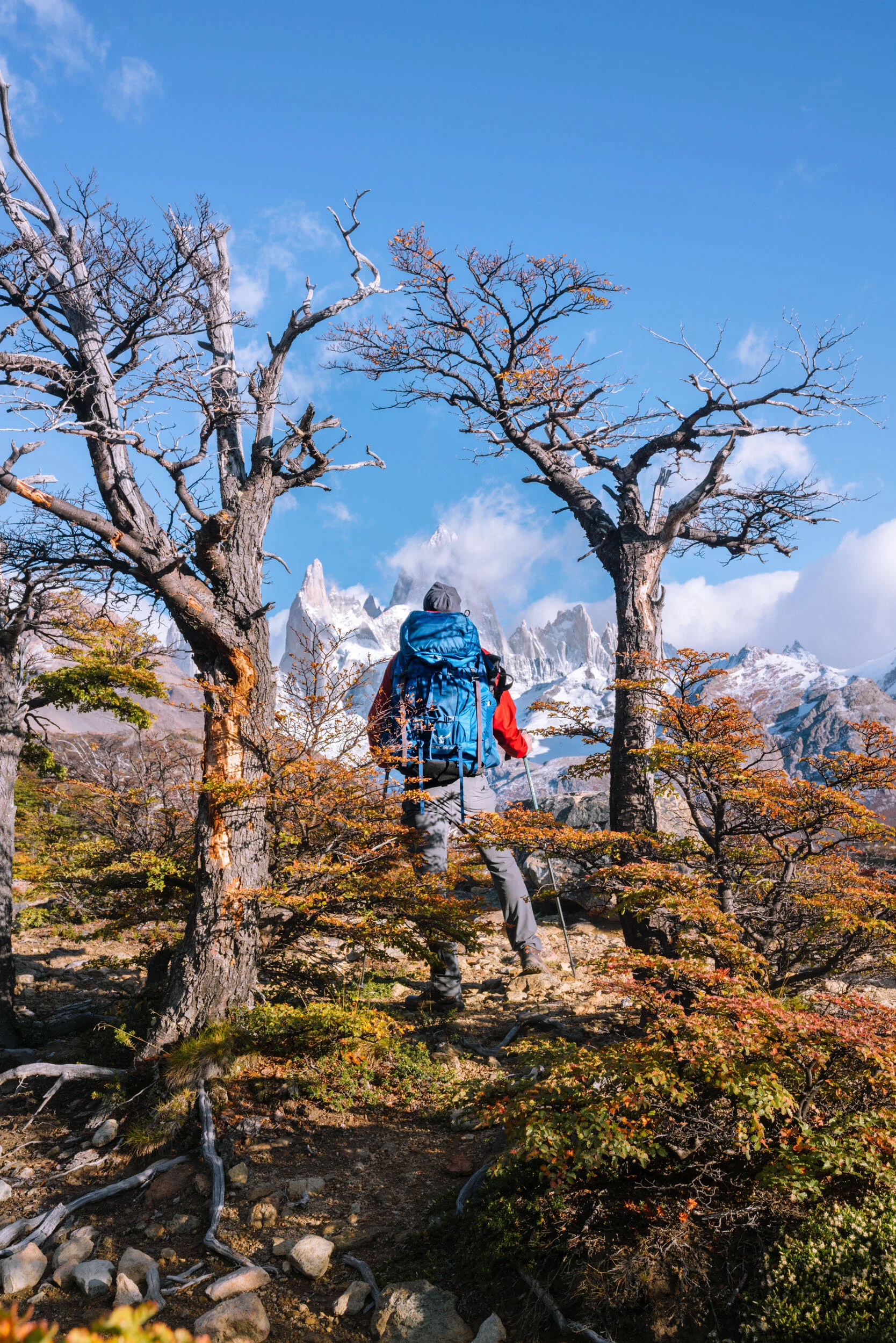 A person with a hiking backpack and trekking poles walking through a rocky and grassy trail in a mountainous area. Two leafless trees frame the scene with snow-capped peaks and mountains in the background under a vibrant blue sky.