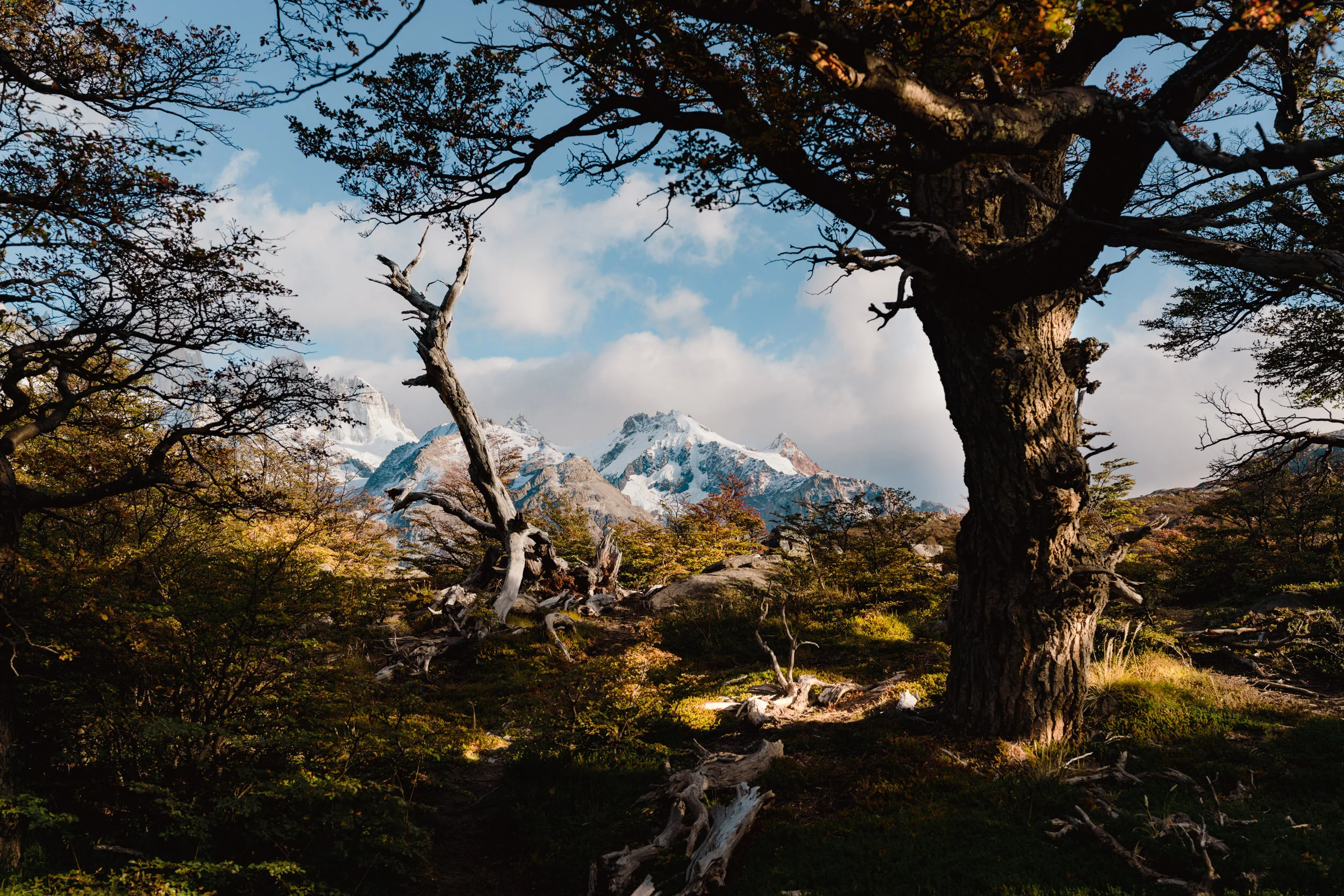 View of mountains with snow caps, trees with autumn foliage, and a clear sky.