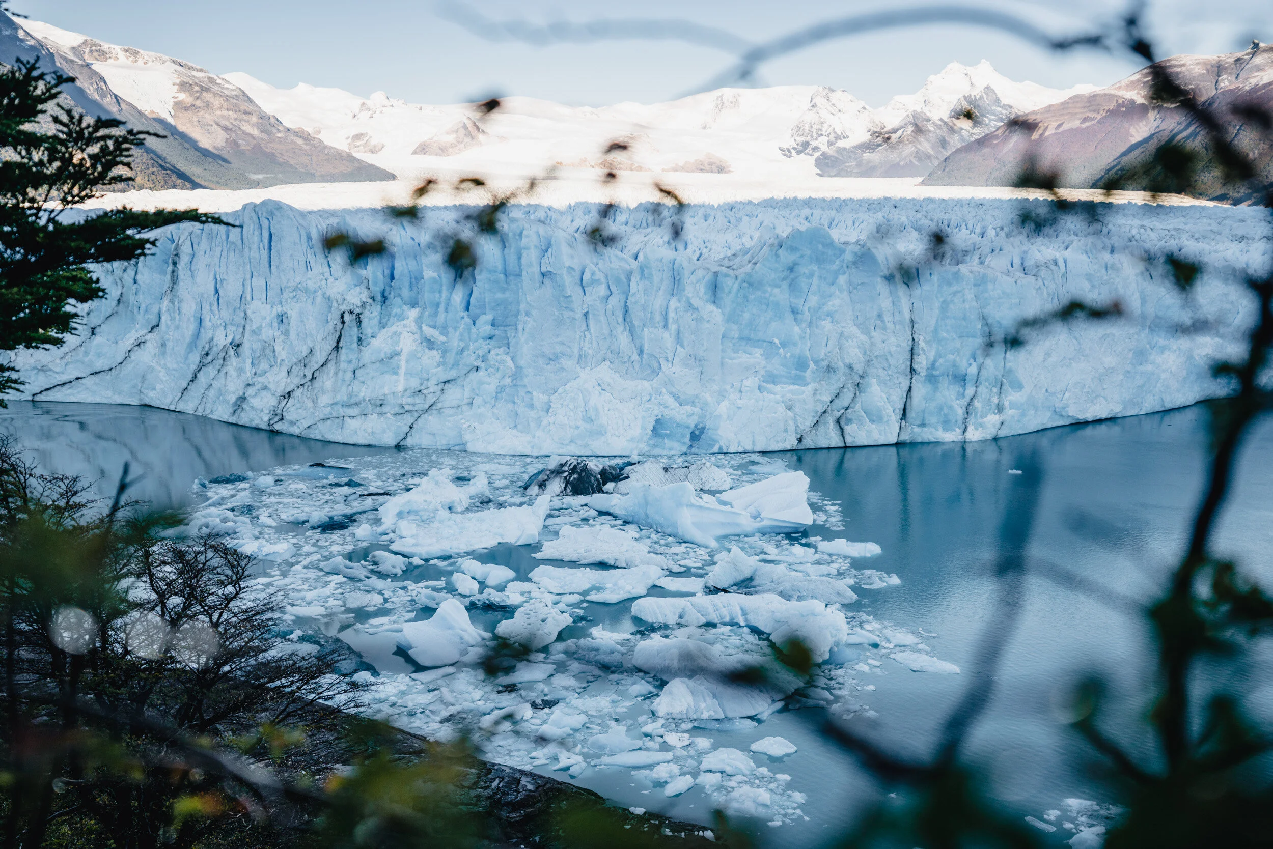 Glacier calving in a mountainous icy landscape with snow-capped peaks and iceberg fragments floating in the water, framed by tree branches in the foreground.