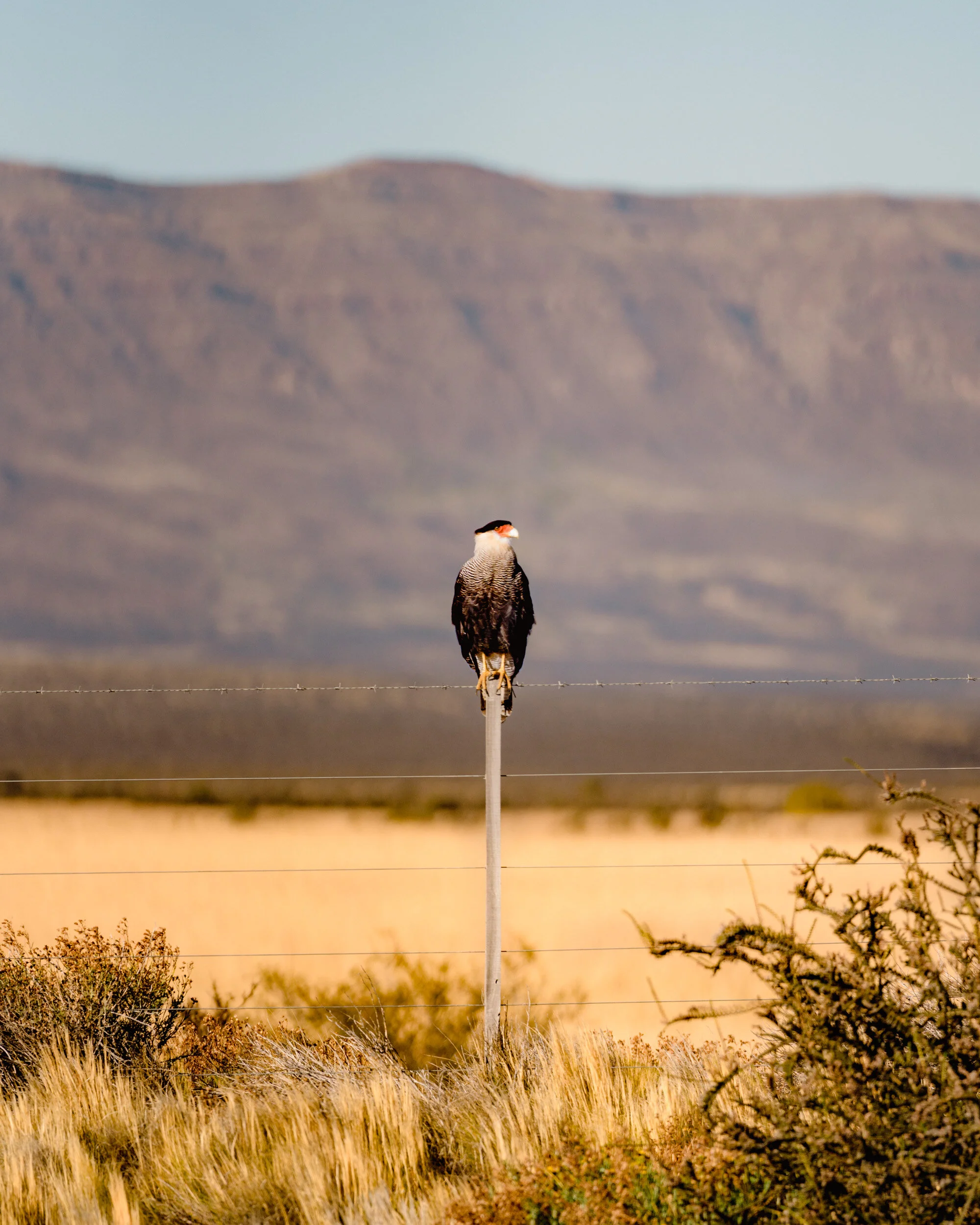 A bird of prey, likely a falcon, perched on a white fence post in a dry, grassy field with bushes in the foreground and mountains in the background under a clear sky.