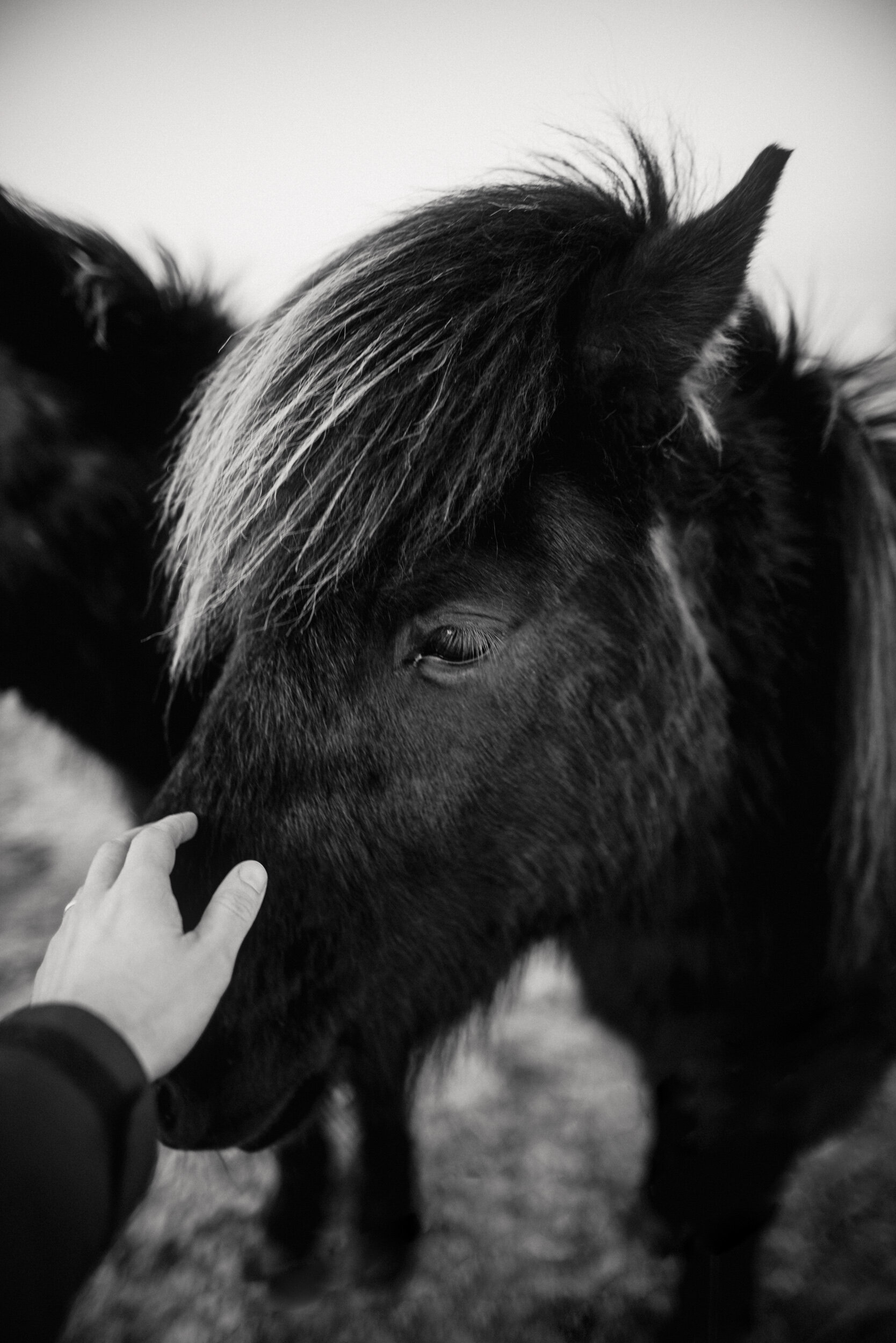 A person touches the face of a black horse with a white-tipped mane. The photo is in black and white, capturing a close-up of the horse's head and part of the person's hand.