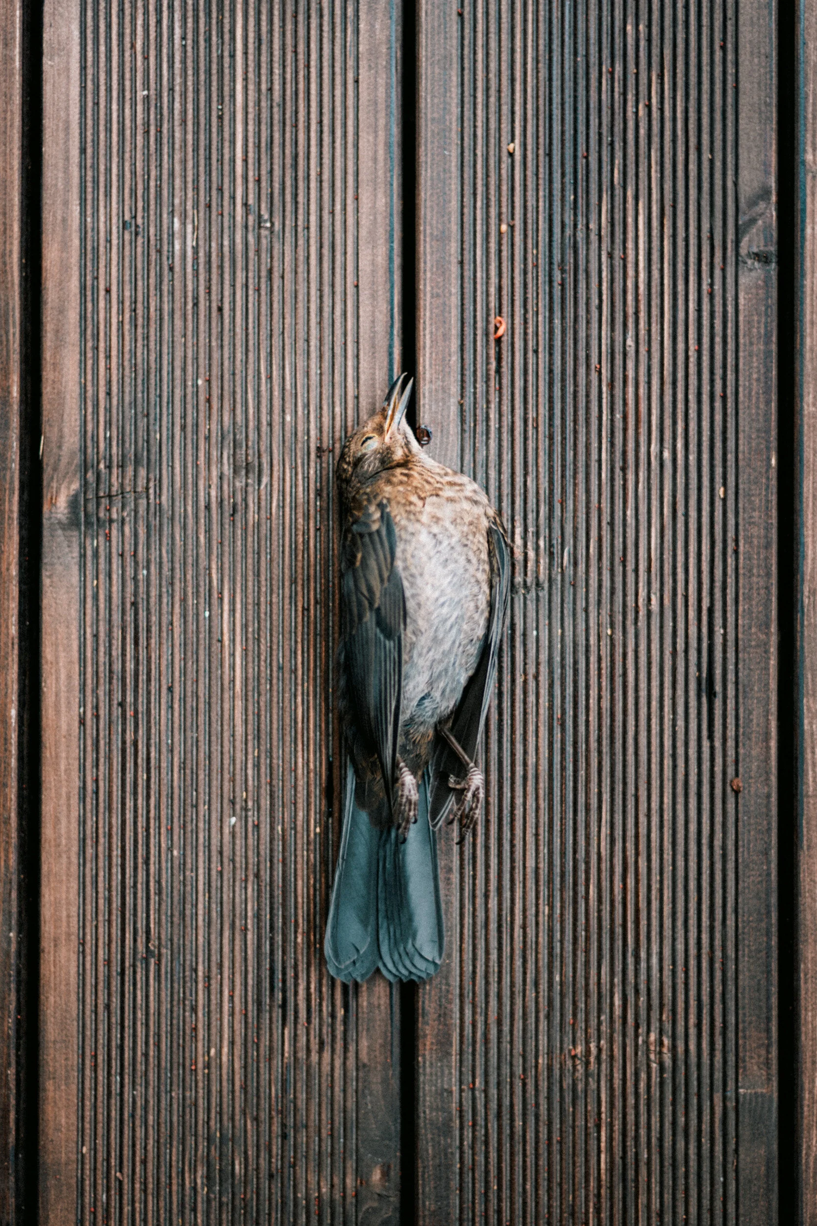 A bird with brown and gray feathers lying on a wooden outdoor deck with parallel planks.