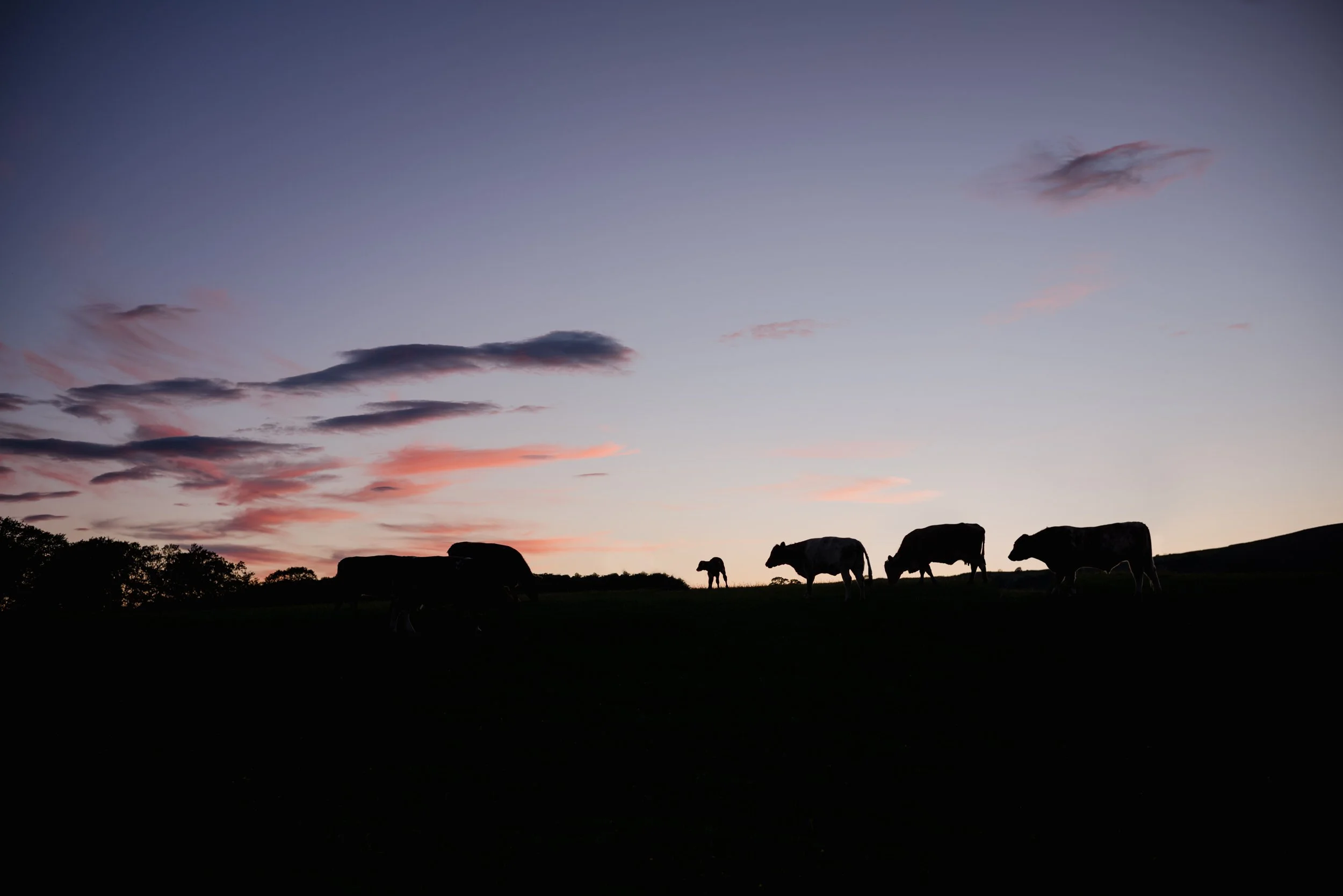 Silhouettes of cows grazing on a hillside during sunset with a colorful sky and clouds.