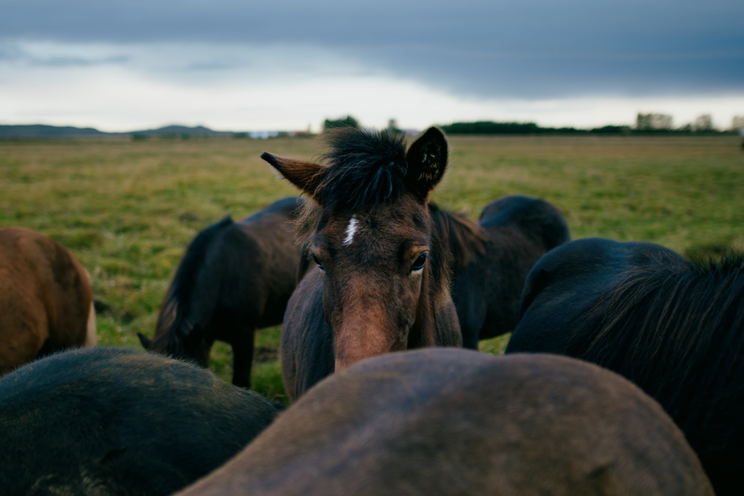 Several horses gather closely in a grassy field under a cloudy sky, with one horse prominently facing the camera.