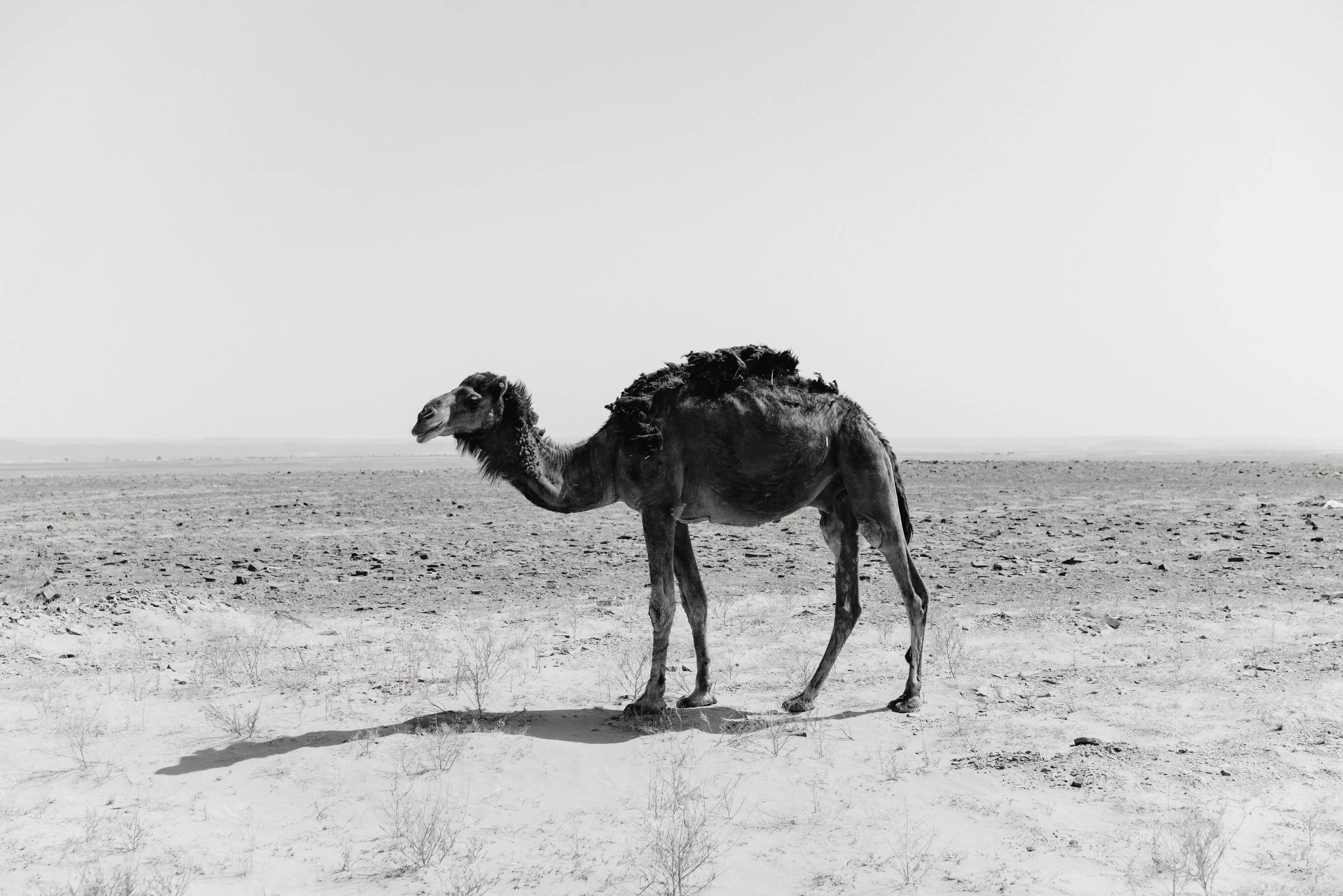 250601_Morocco-9436.JPG (Copy)