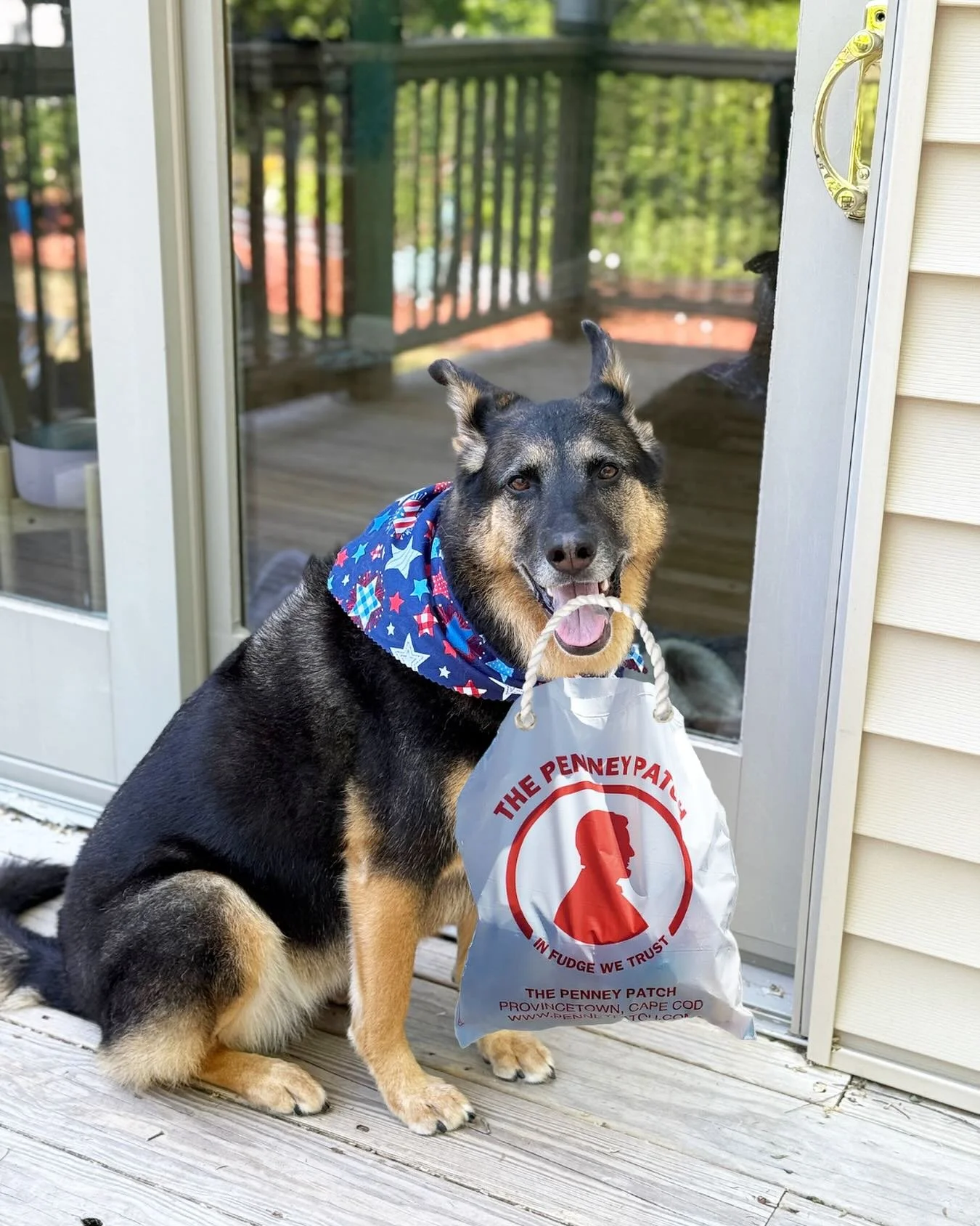 Millie Mae is out here enjoying the sunshine like a good pup should🐾 Happy 4th of July to all our friends, family &amp; customers. Be sure to swing by the store and pick up a bag of treats for the fireworks tonight!! 🇺🇸 

#Ptown #CapeCodSummer #Ho