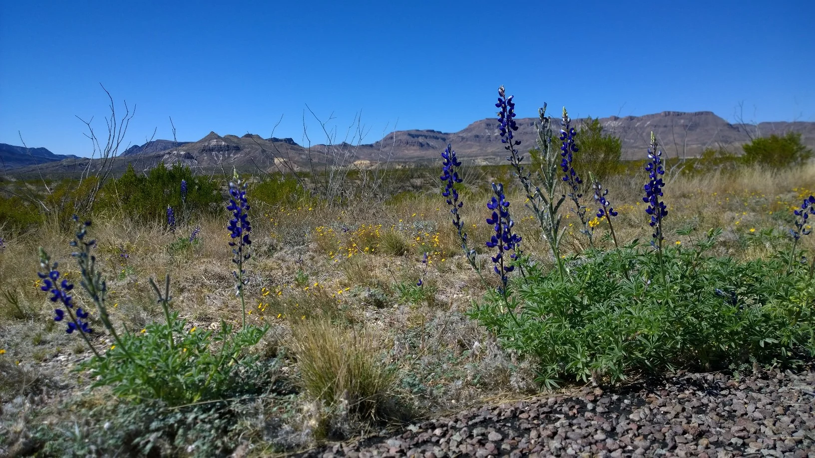 Blue_Bonnets.jpg