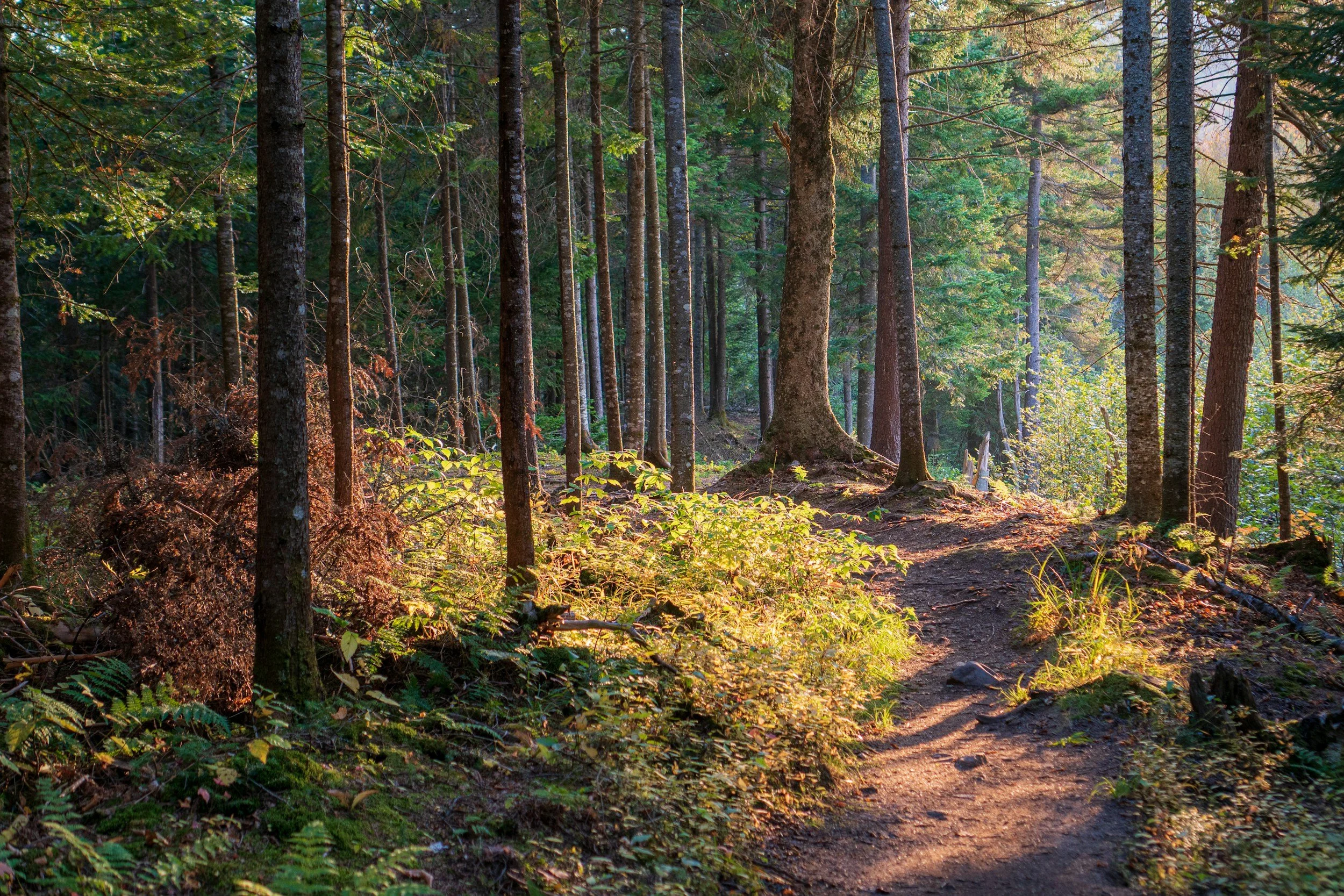 TRADITION AND TRAILS