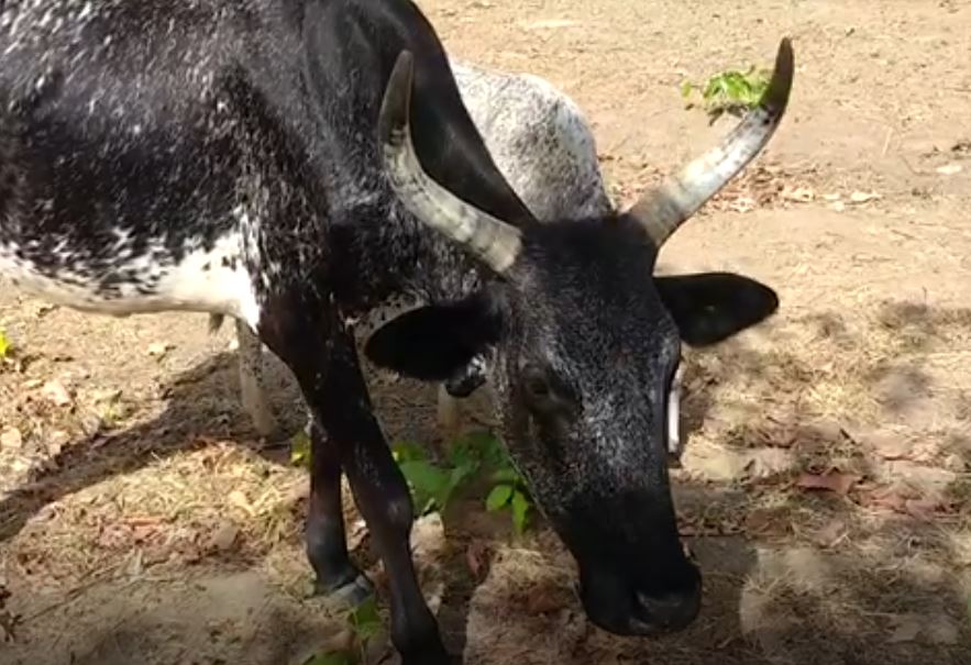 A cow cross bred to provide more milk