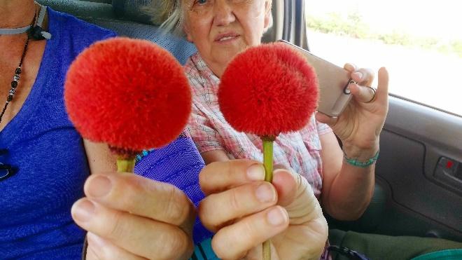 Seed pods of the unique tree! So beautiful!