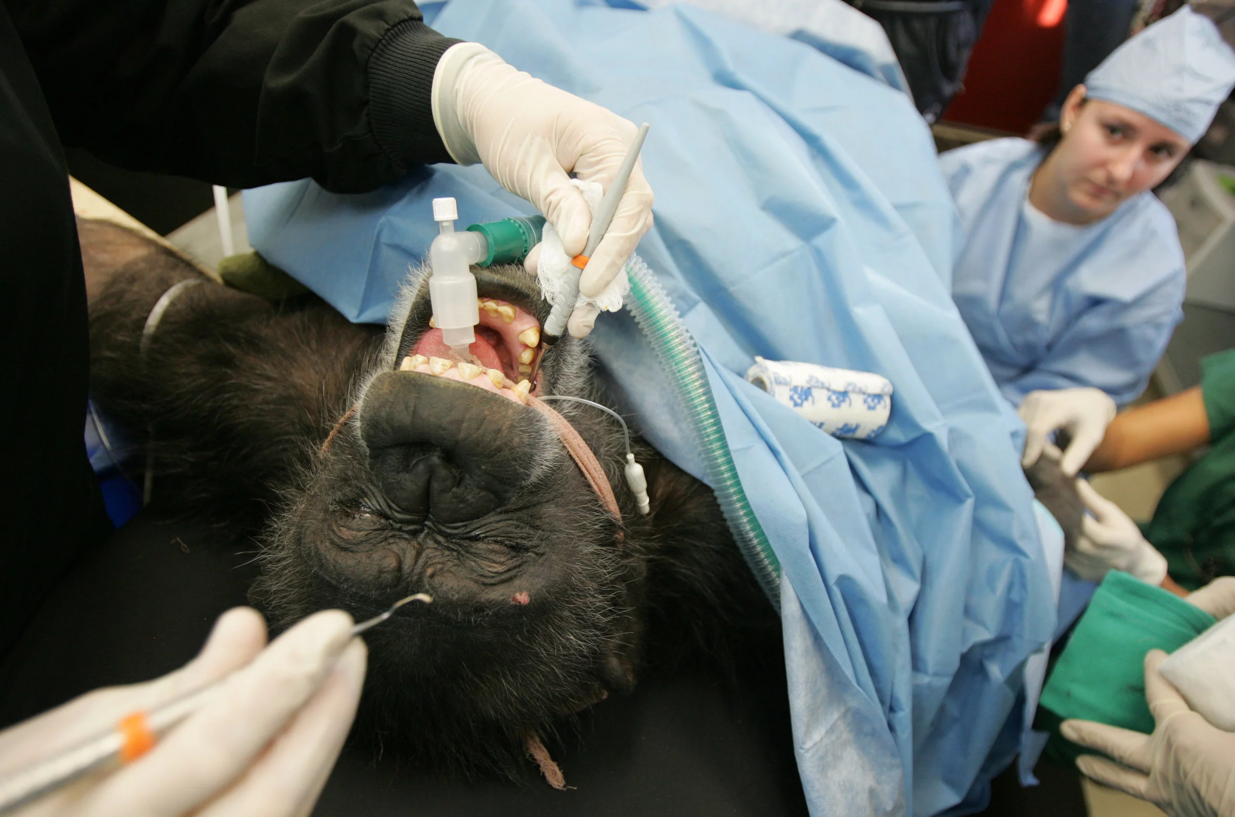 WILDCHIMP 1 110911.JPG