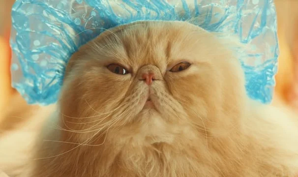 Heritage Bank 'Henry 1'