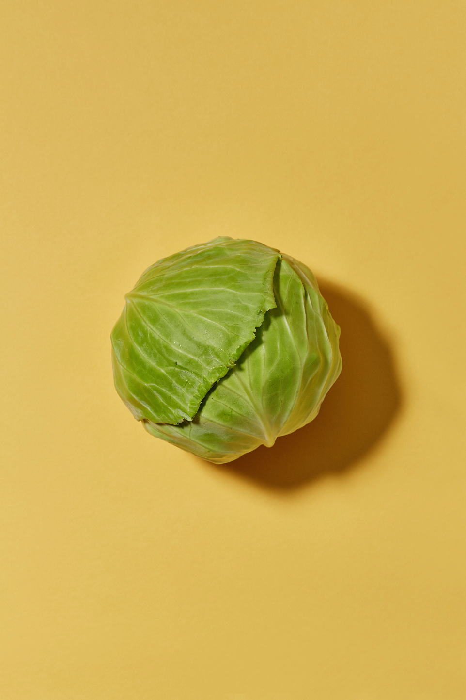 pickles-blog-cabbage-on-yellow-v1-FINAL.jpg