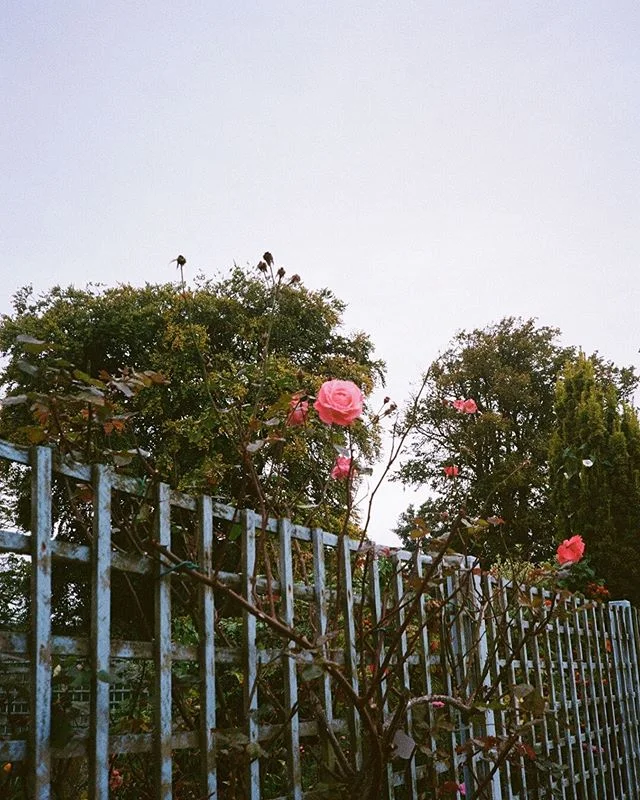 Rathmullan House, September 2018
.
.
.
.
#rathmullanhouse #floral #35mm