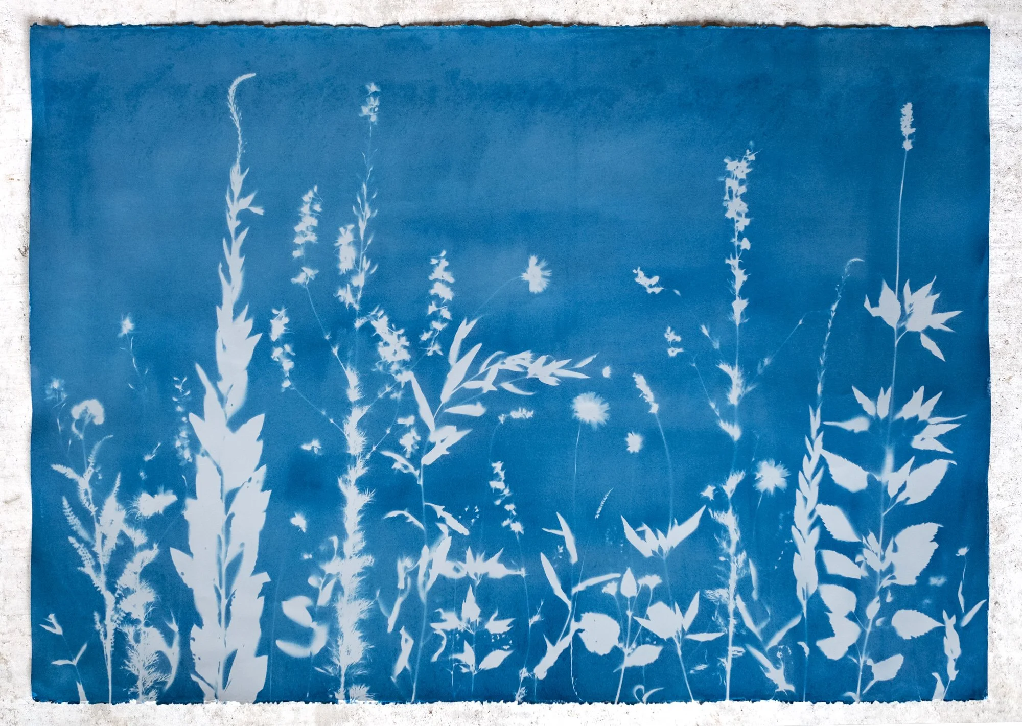 Printing with the Sun    Learn the art of Cyanotype Printing  