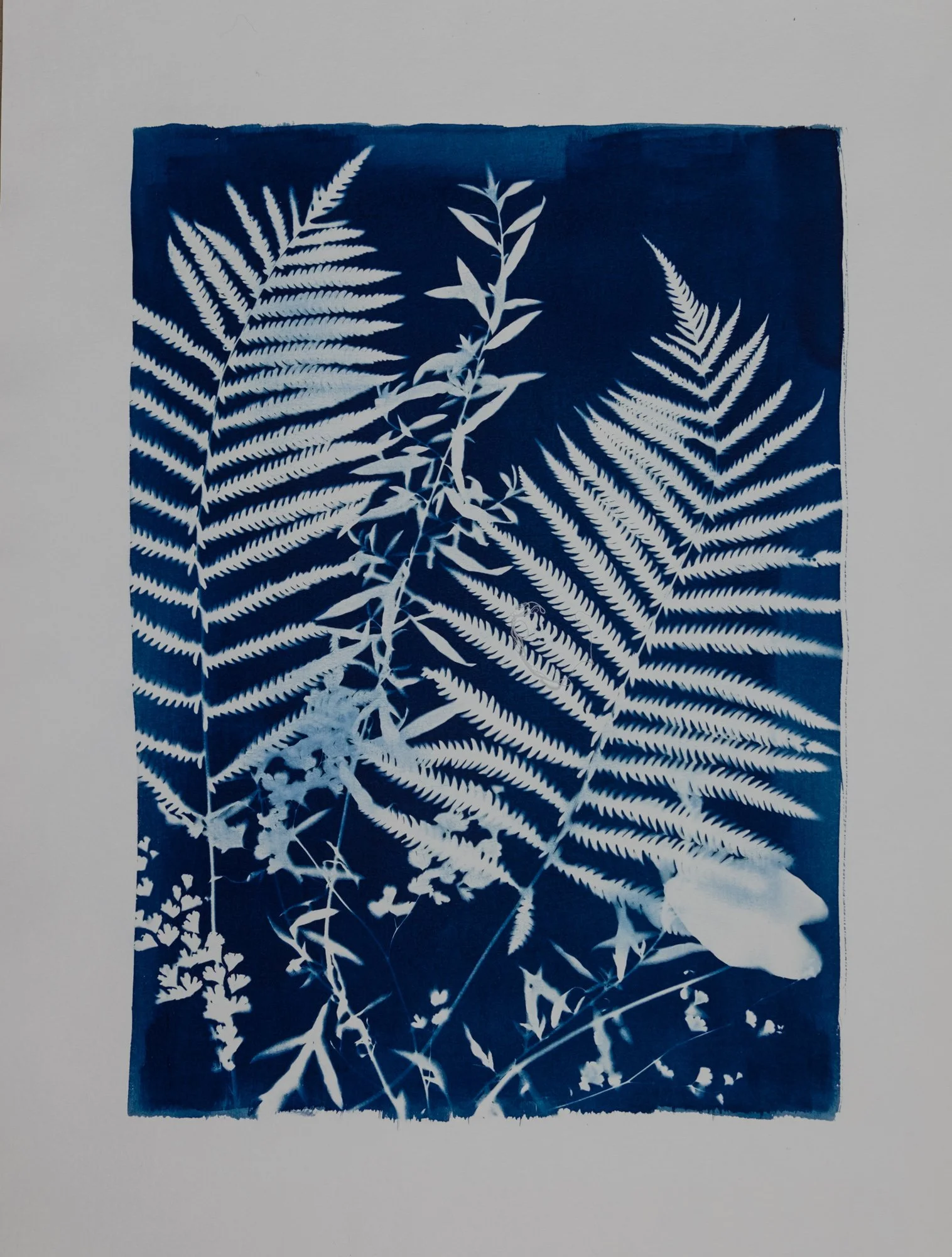 Cyanotype Workshop