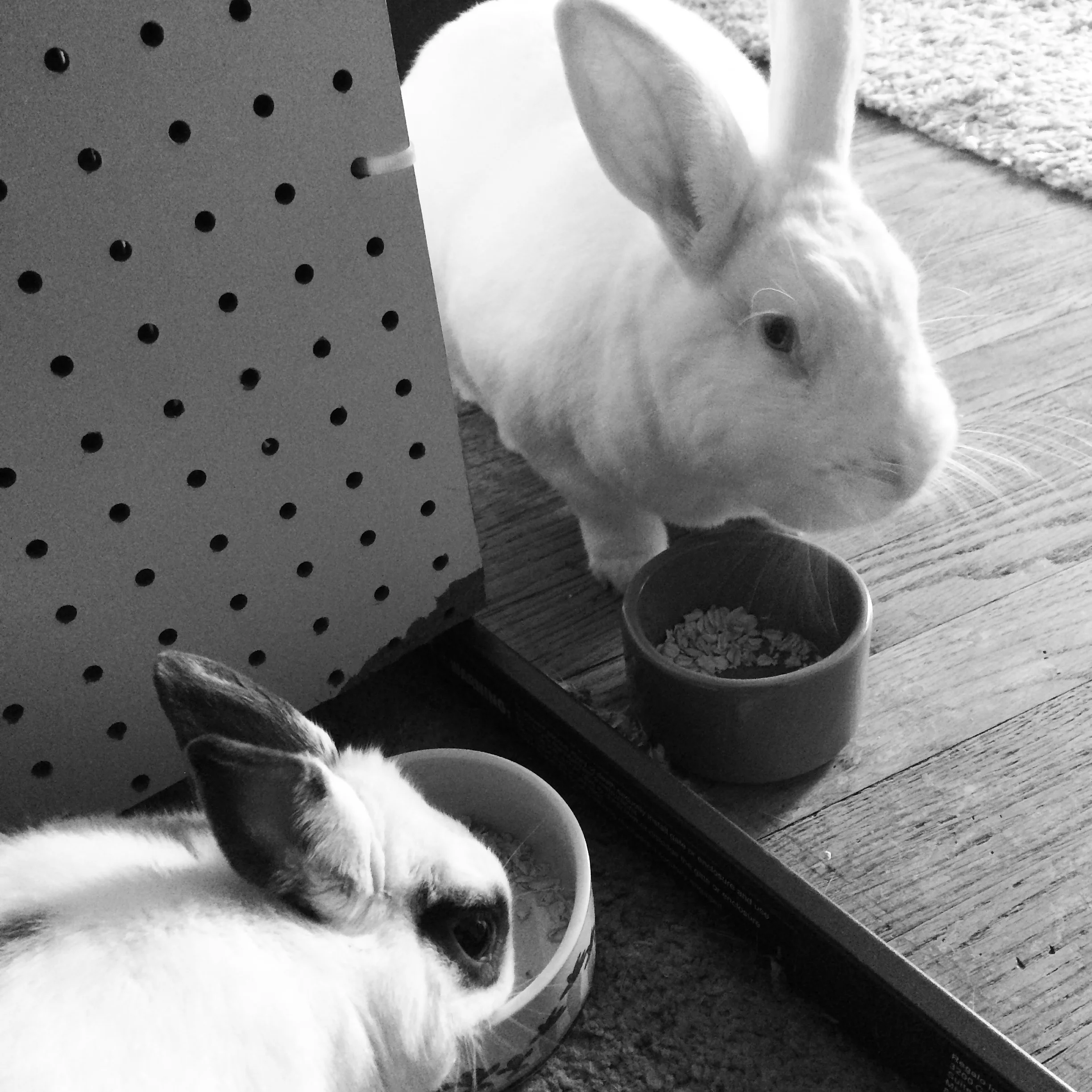 Gregory (top) and Steve (below) eating an oatmeal snack before going back to trying to kill each other. They are dicks like that.