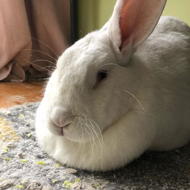 I have my own live-in Cadbury bunny and he didn&rsquo;t bring me jackSHIT this year. He&rsquo;s so cute I&rsquo;ve forgiven him and plied him with banana treats anyway. Happy Easter! 🐇🐰