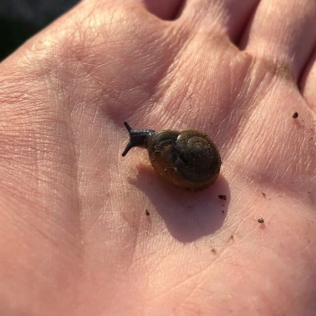 I found a snail in the garden! I was very gentle and gave it a closer look, when I went to return it to there I found it I realized there were more 🐌