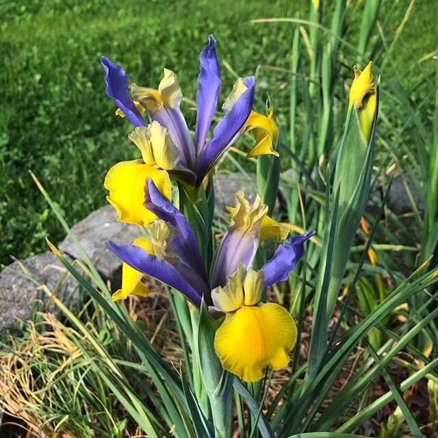 My irises are starting to bloom!