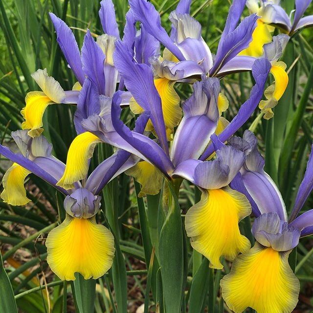 Oh look, some pretty flowers in your feed... Nice, right? Now remember  that #blacklivesmatter and our justice system is powered by white supremacy and we all need to fight to change that. Please vote in all local and national elections.