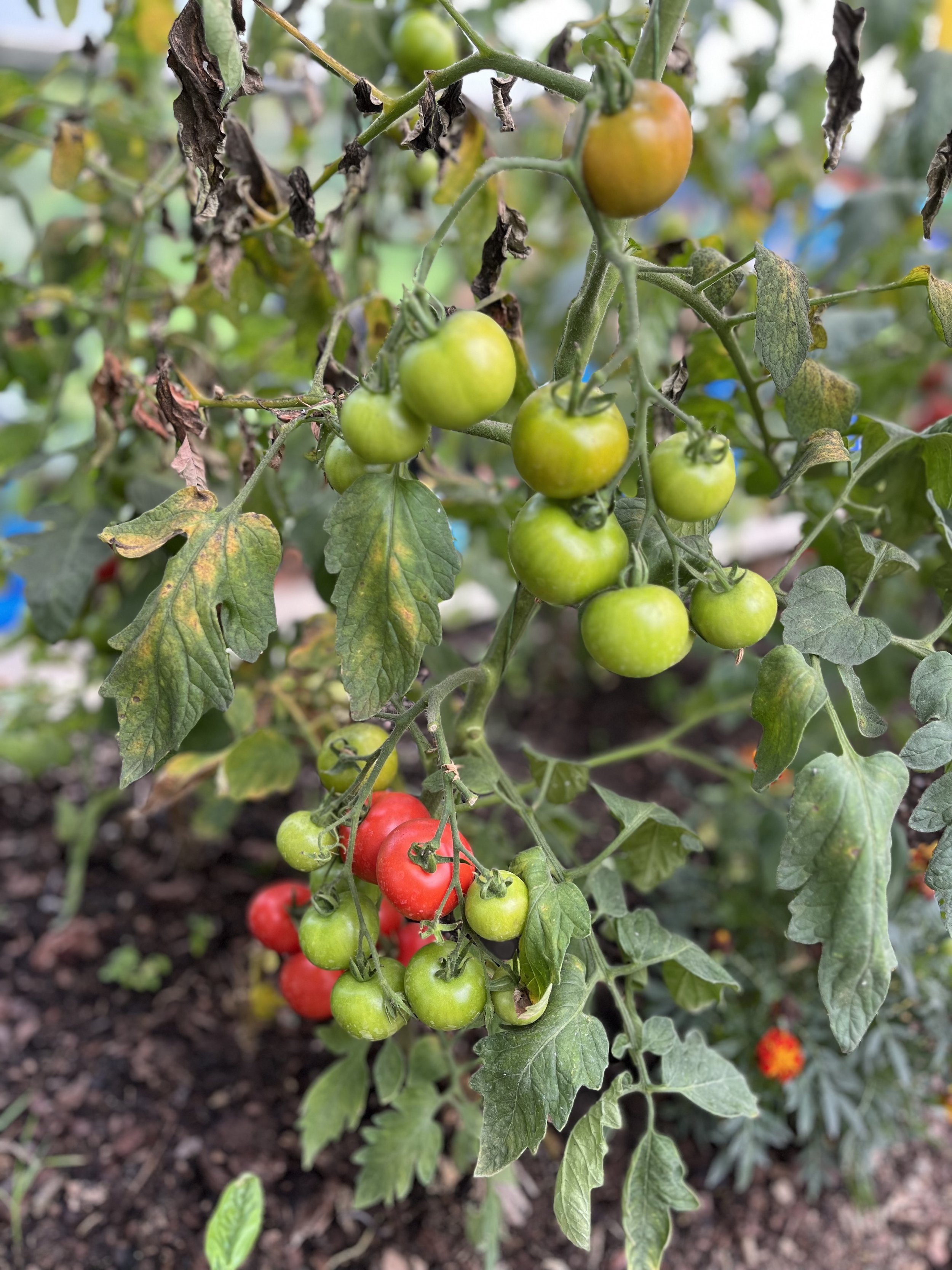 greenhouse tomatoes 2.jpeg