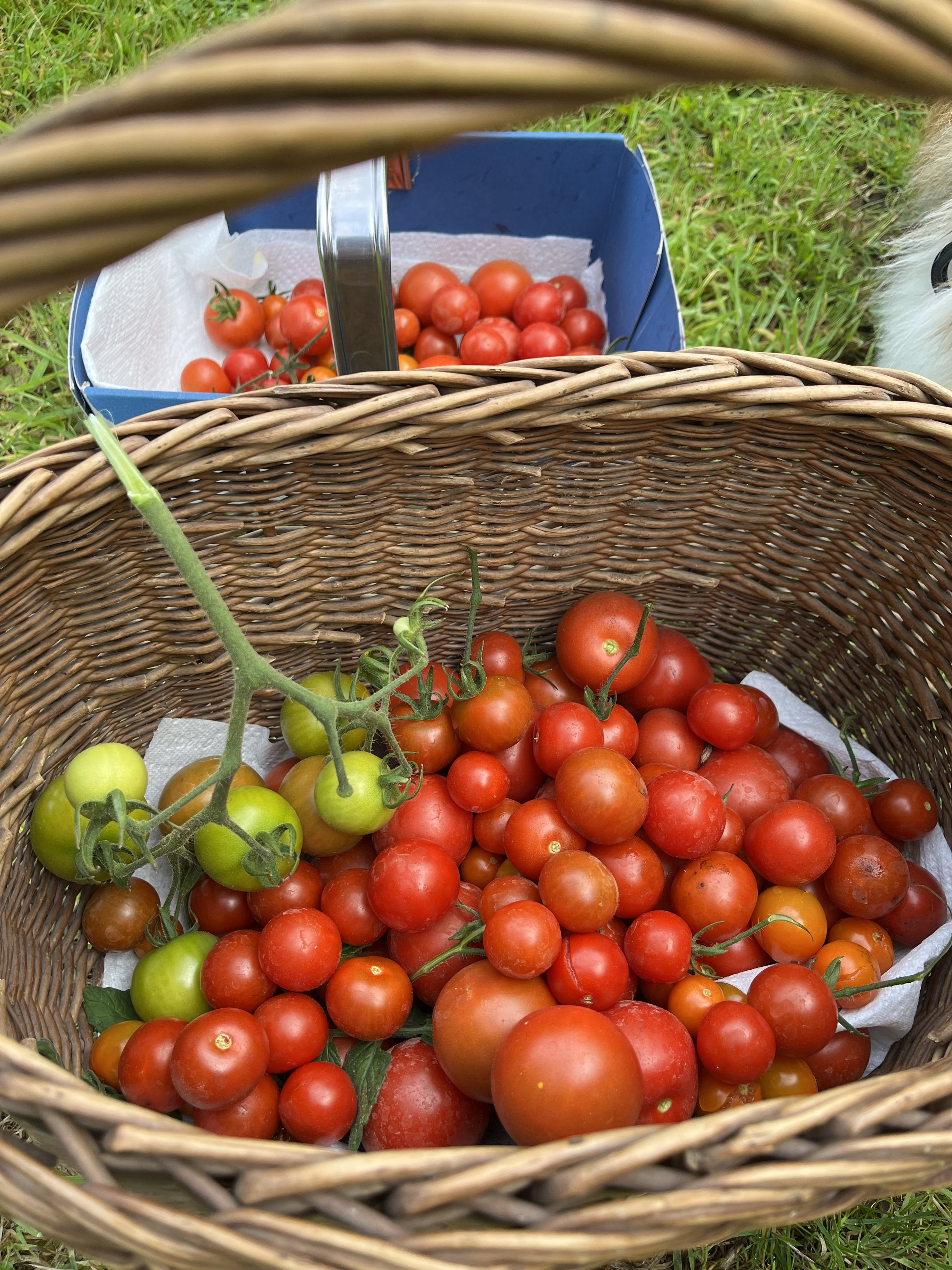 tomato harvest.jpeg