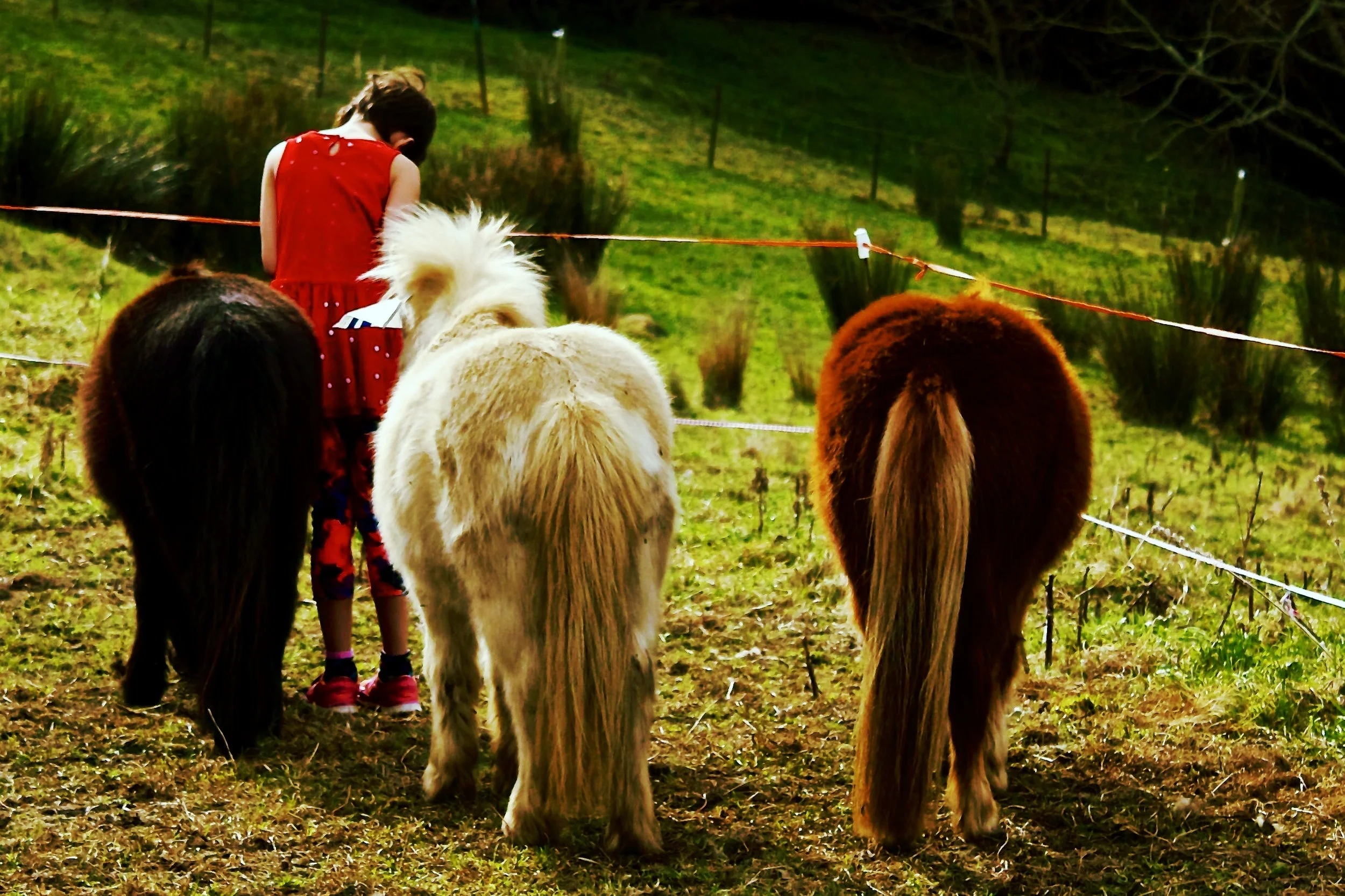 " My morning spent at Vanora as a part of Mental Health Awareness Week has stayed with me for some time after, and I have continued to think about my time with Sybill, Esther and the herd. What a beautiful place! The horses are a great collection of personalities and being along side them in an intuitive, wordless way was very powerful. Problems and distortions can be reflected back in their company,then fade away in such acceptance and simplicity. I highly recommend this experience to others who are seeking self acceptance and healing and I was very grateful for the experience".