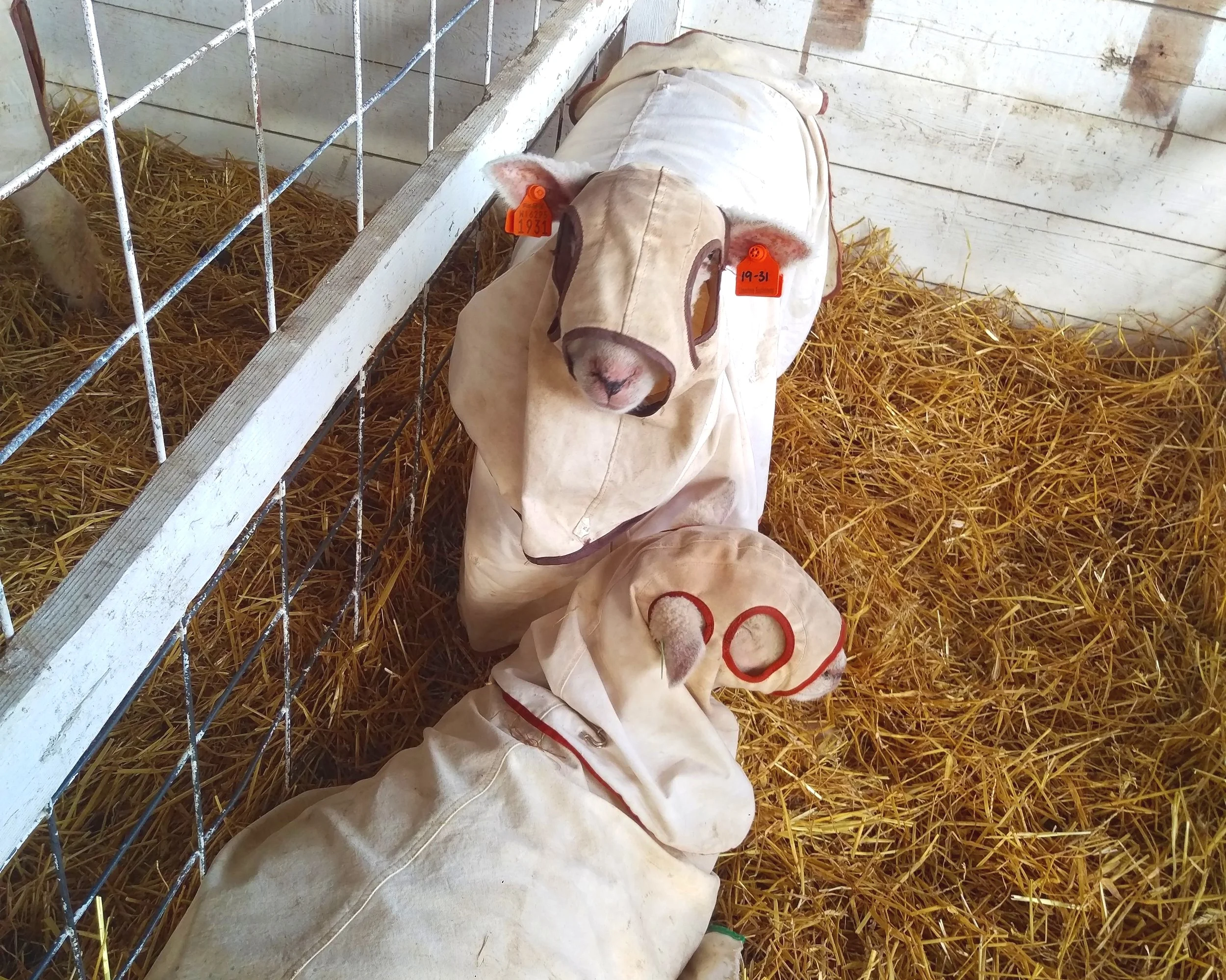 A couple sheep in knight’s clothing. We just thought these two were cute!