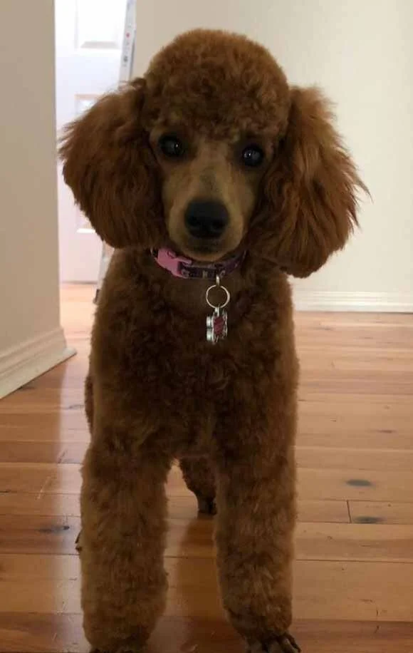 Biscuit