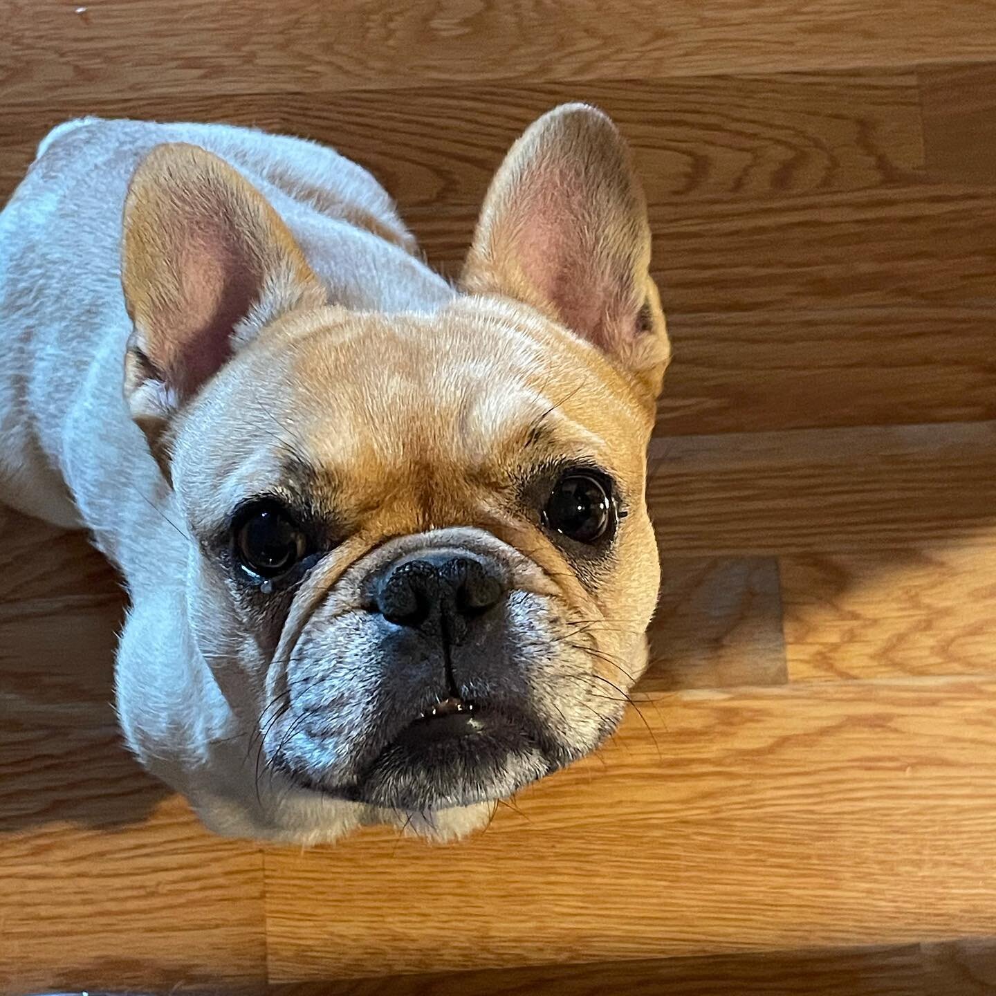 My begging face. Works almost every time! Happy Friday! #mood #dogbegging #cookiemonster #frenchie #frenchbulldog #frenchiesofinstagram #lovefrenchies #lovedogs #dog