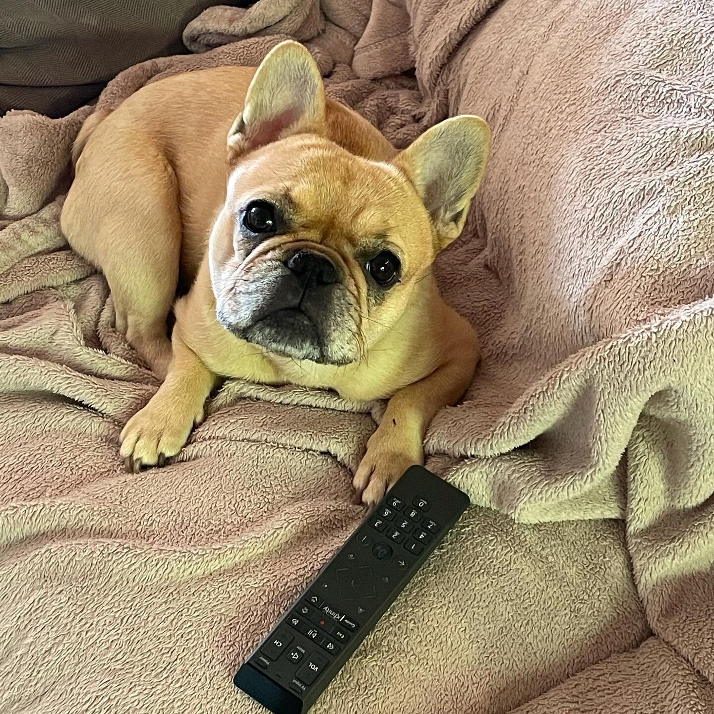 Will somebody please turn on Animal Planet for me? #dogswatchingtv #dogs #frenchiesofinstagram #frenchbulldog