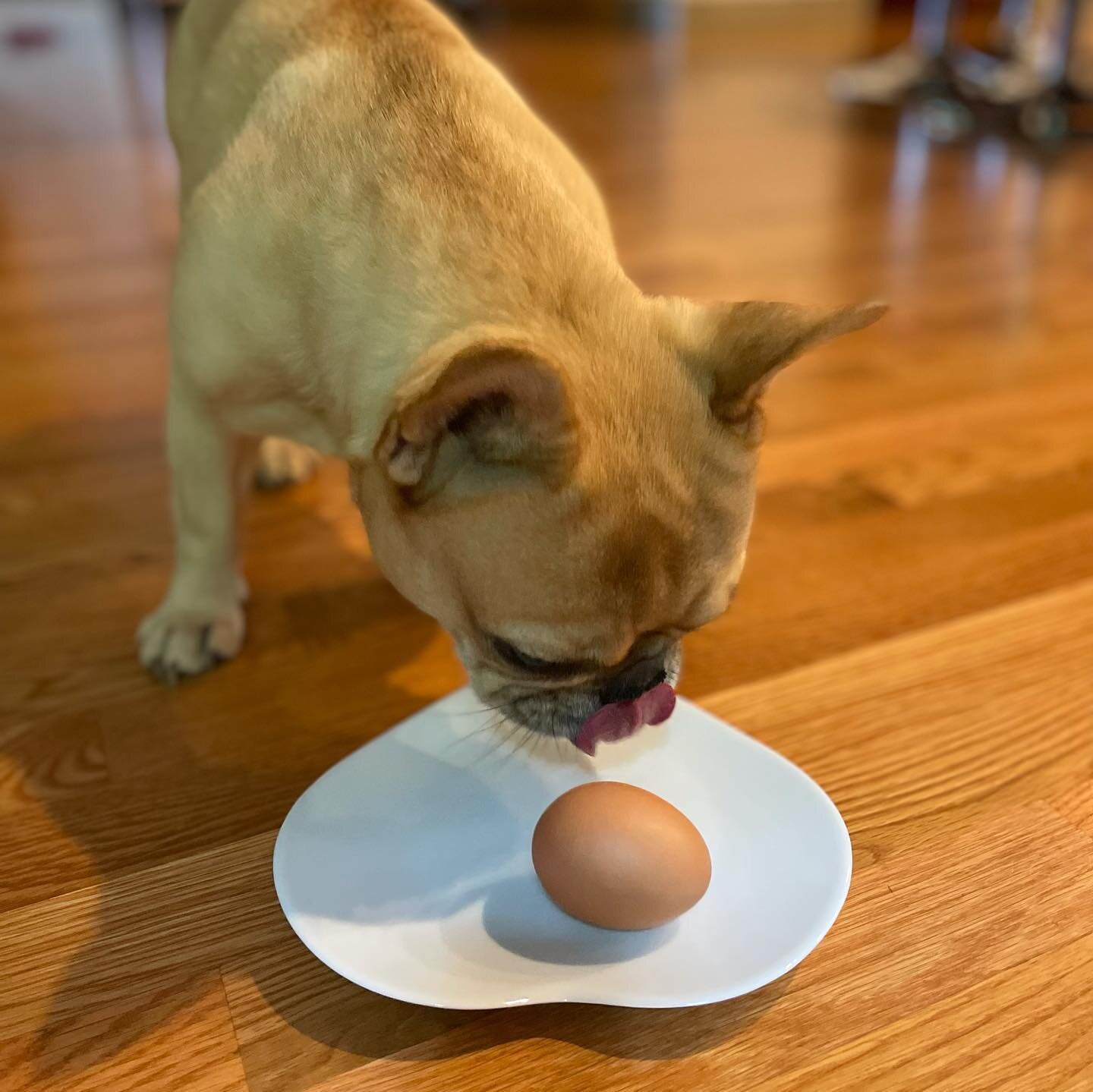 I love eggs!! Cooked Eggs are super nutritious for dogs. They are a complete bioavailable protein source.  They make a good snack  and can be the protein for a quick meal. If you&rsquo;re making a meal you can serve them with a carb like oats, sweet 