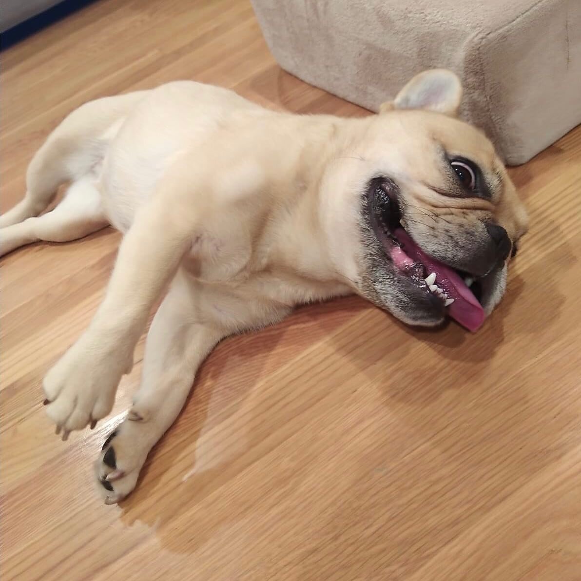 Phew. It&rsquo;s finally Friday! (Don&rsquo;t worry this is me after playing a lot not heat stroke) #friday #beenbusy #frenchielife #frenchiesofinstagram #frenchbulldog #dogs
